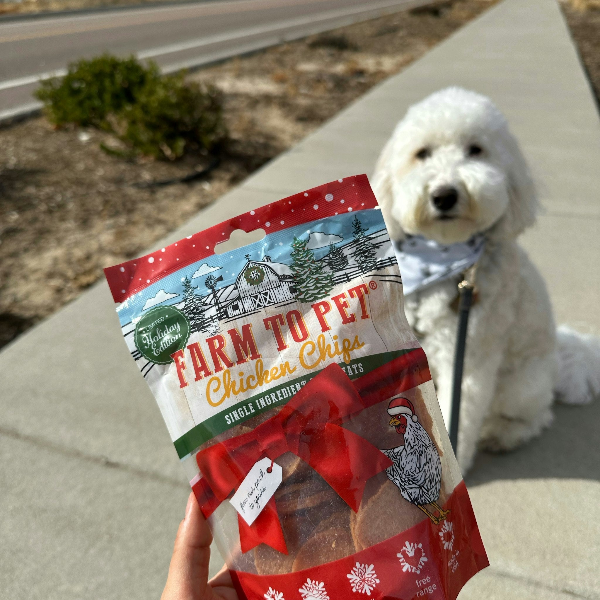 A white doodle out for a walk sitting on the sidewalk with a Farmto-pettreats Holiday Chicken Chip Bag. 