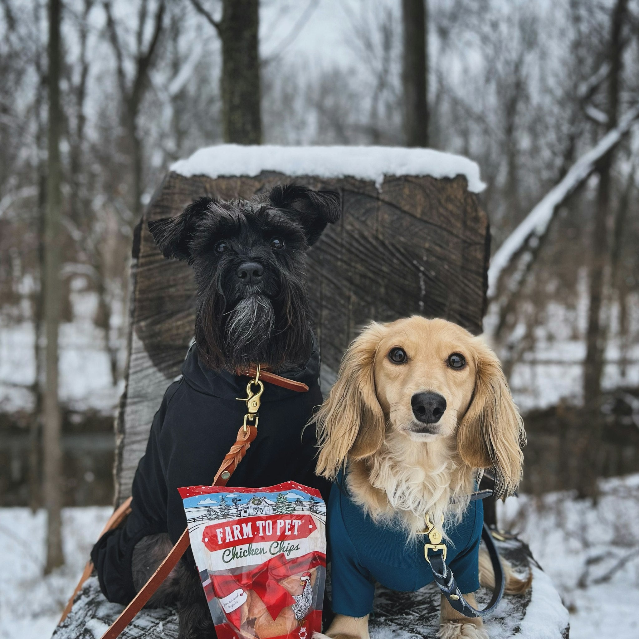 Two dogs sitting outside on a snowy day with a bag of Farmto-pettreats Holiday Chicken Chips.
