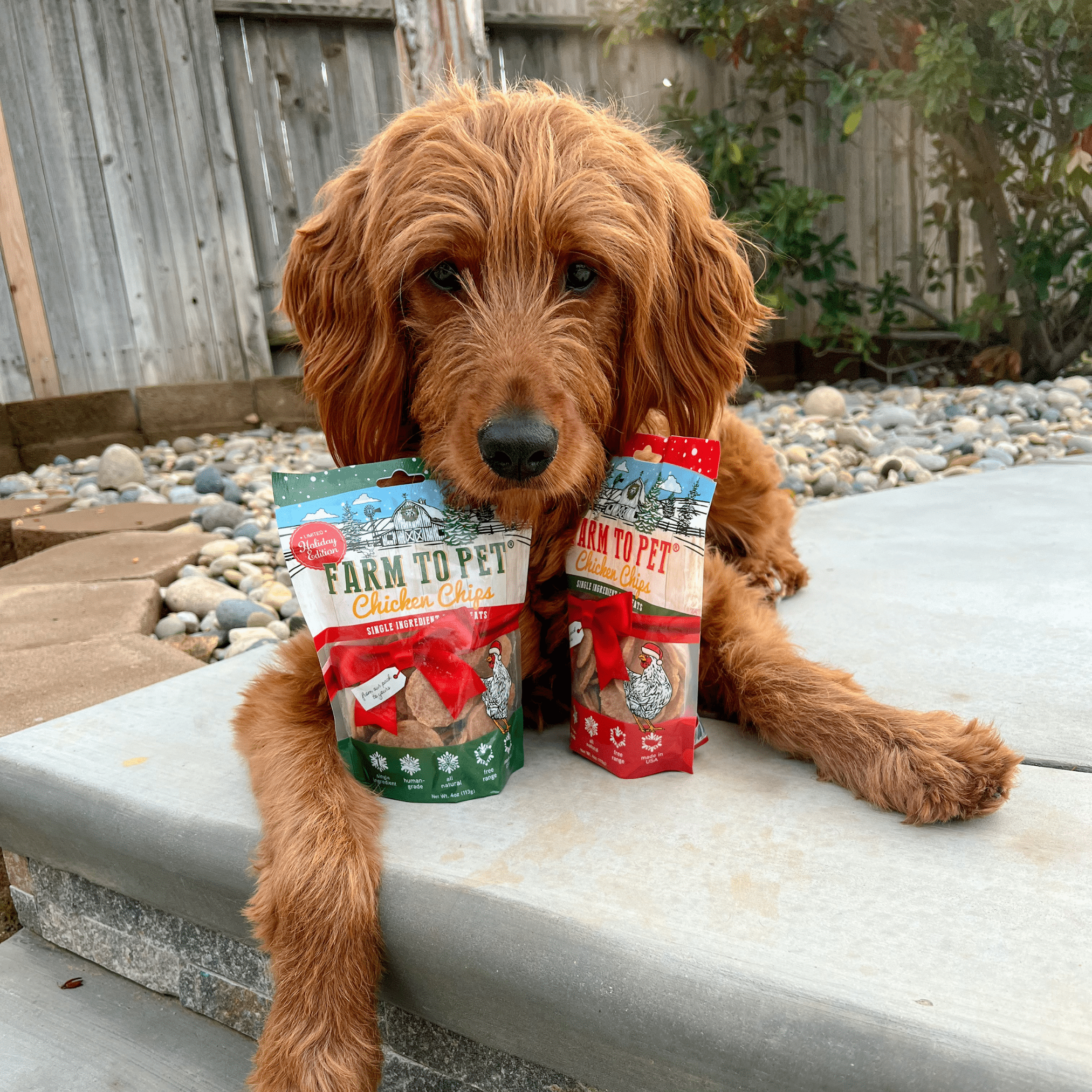 A Brown doodle laying on the sidewalk outside by two bags of Farmto-pettreats Holiday Chicken Chips.