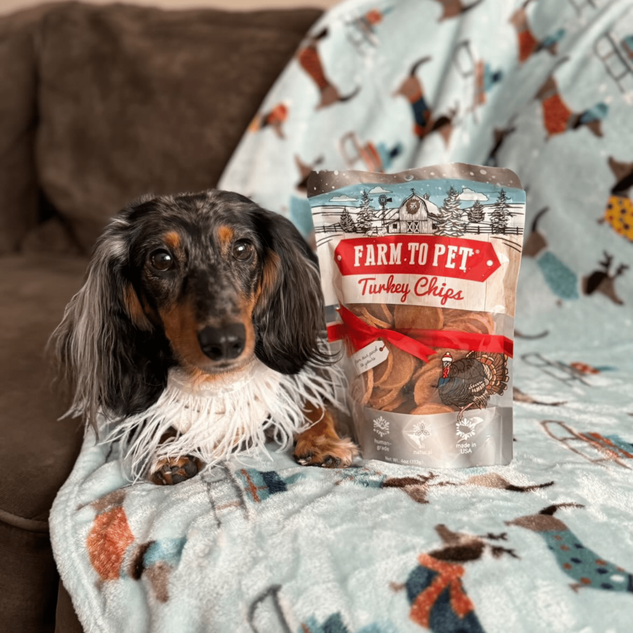 A black and brown dachshund laying on a white dog blanket next to a Farmto-pettreats Holiday Turkey Chips. bag inside.