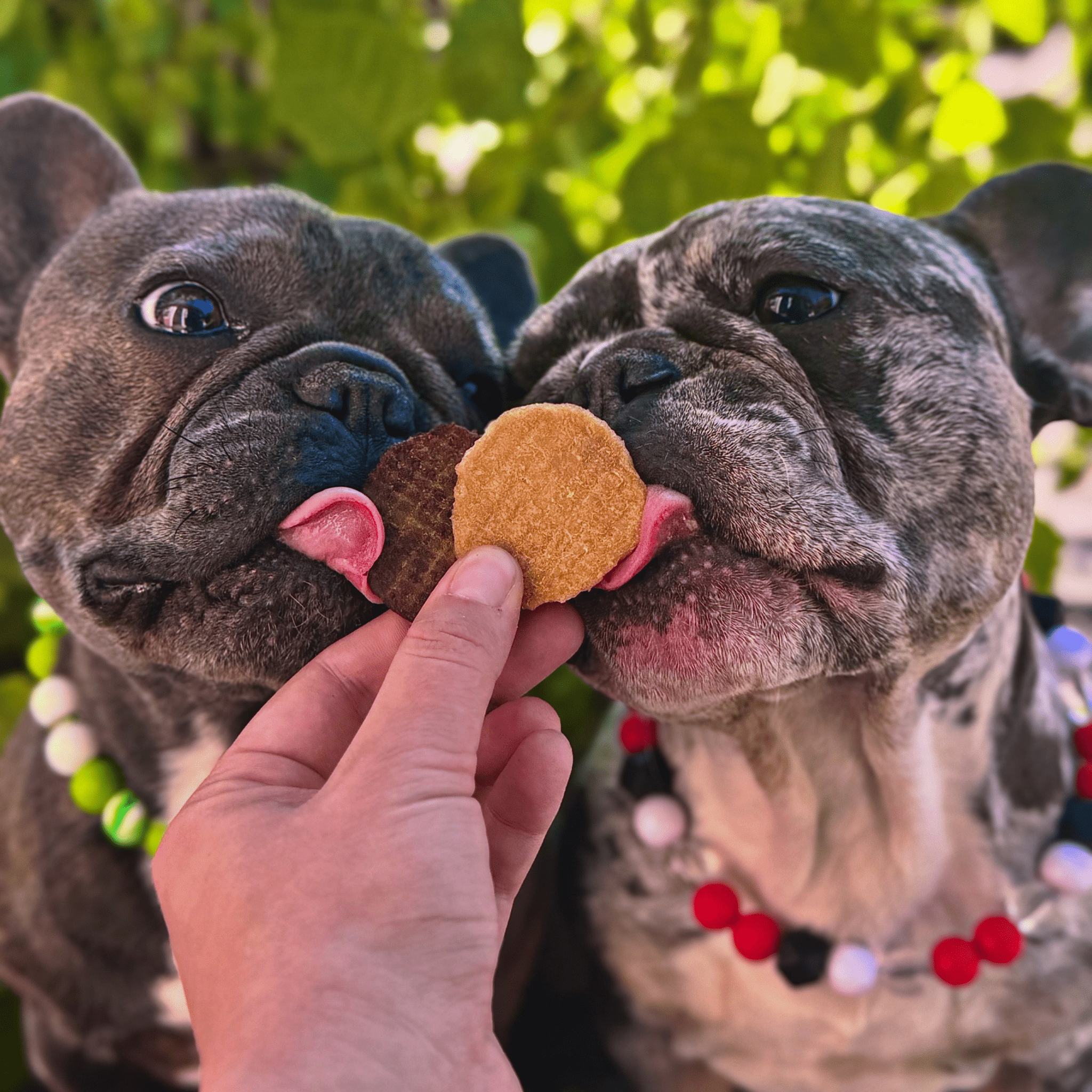 Two French Bulldogs licking a Farmto-pettreats Chicken Chip treat held by a person against a green outdoor background.