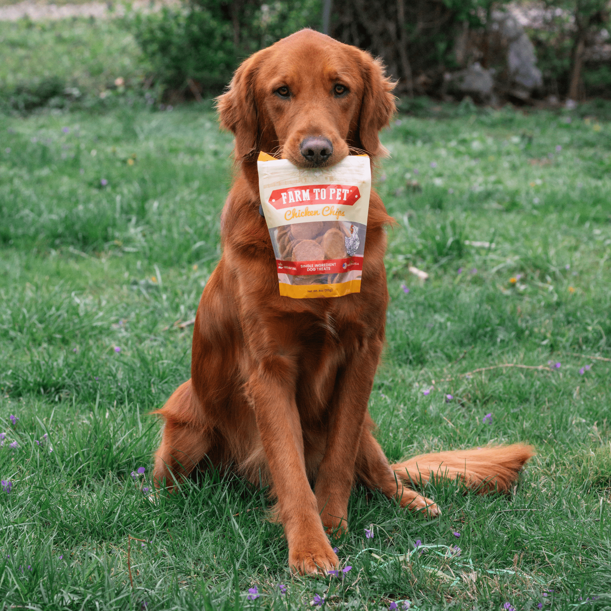 A Golden Retriever Dog holding a bag of Farmto-pettreats Chicken Chips in the grass.