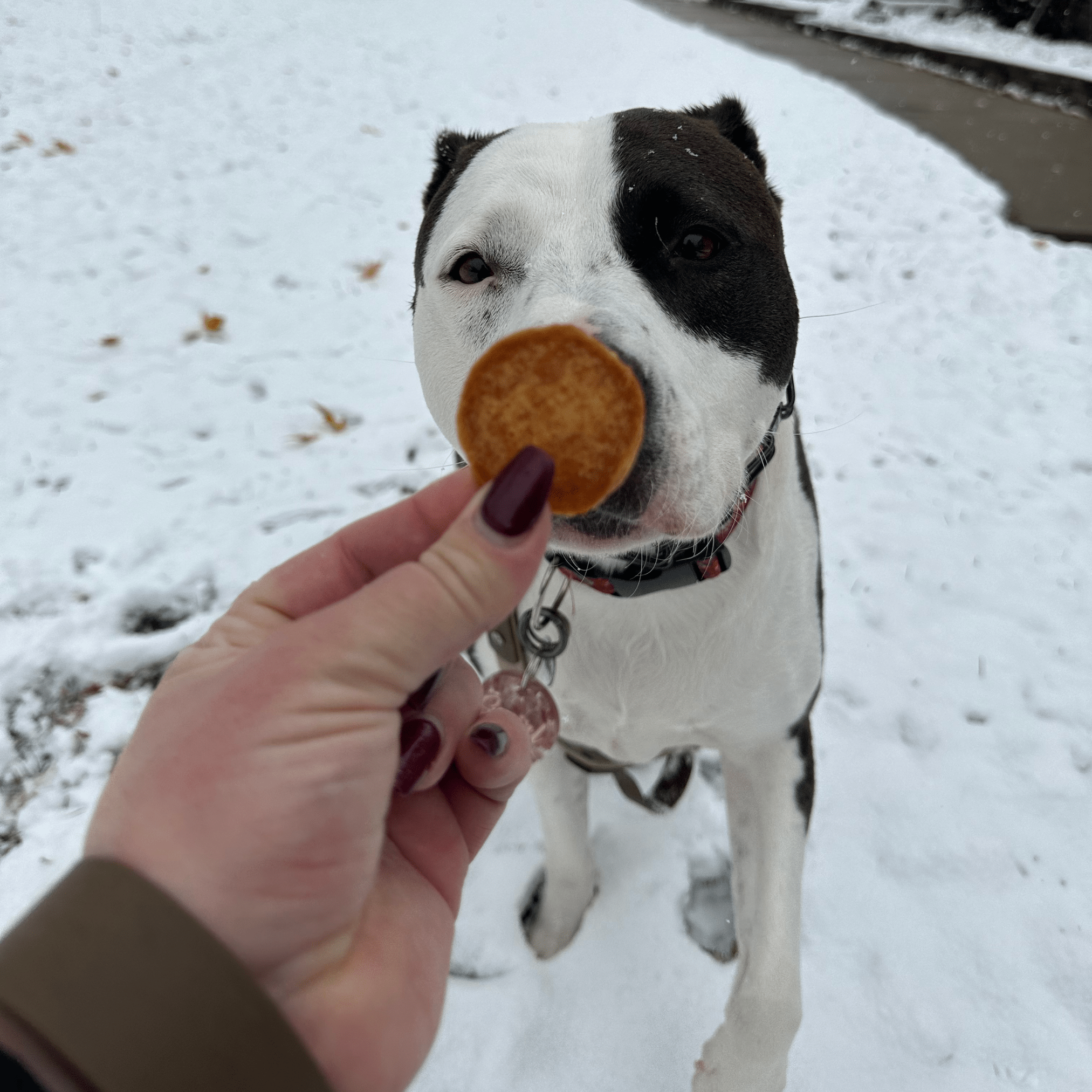 A hand holding a Farmto-pettreats Turkey Chip in front of a black and white dog outside in the the snow.