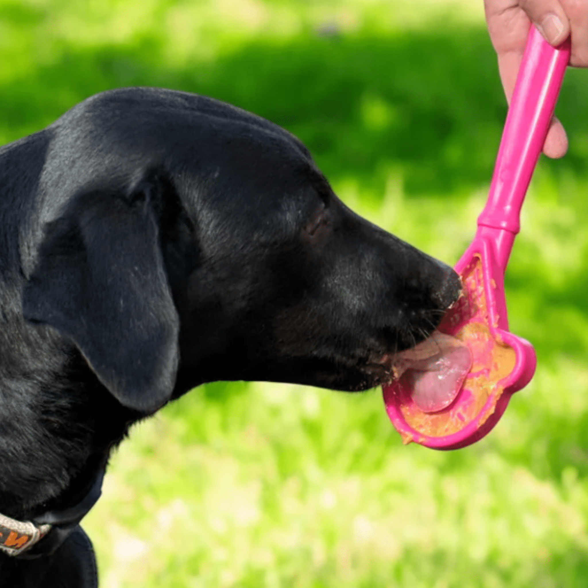 Black dog licking a Farmto-pettreats Lick Stick pink ice cream cone a dog toy outdoors on grass.