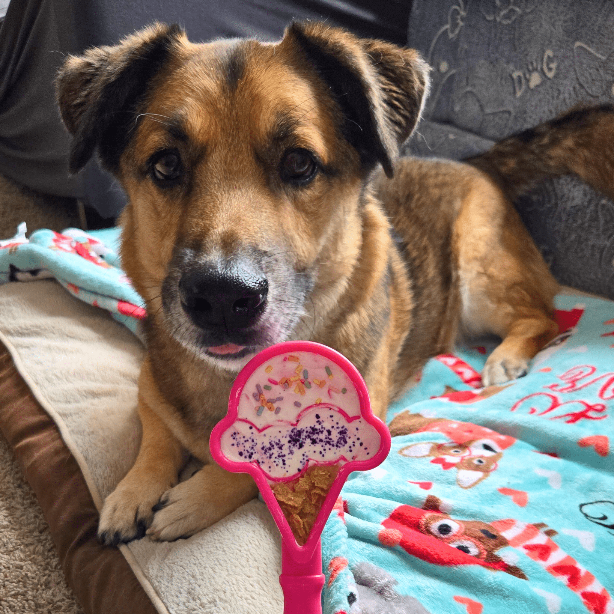 A Brown Dog lying on a blanket with a Farmto-pettreats Lick Stick pink ice cream cone.