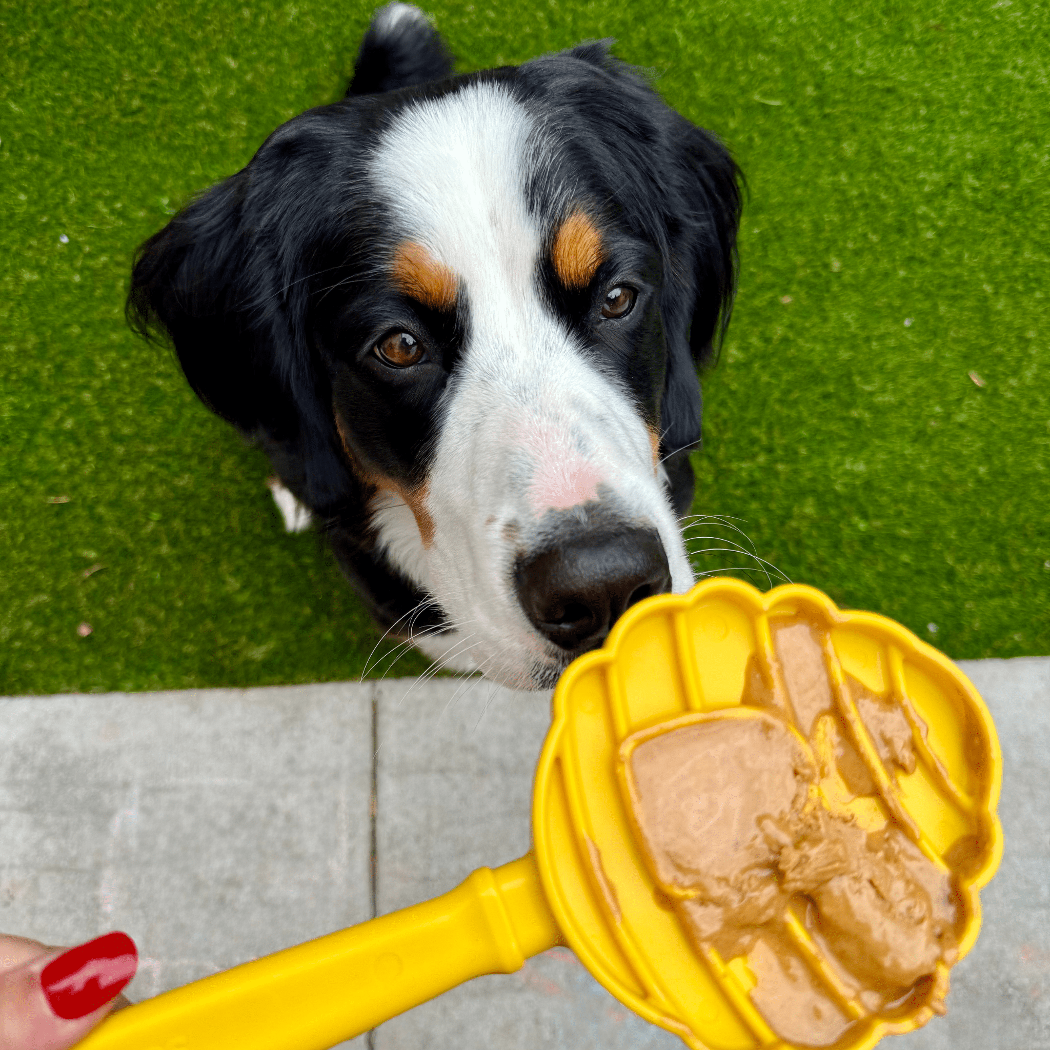  A Dog looking at a Farmto-pettreats Lick Stick  yellow beehive with a  scoop of peanut butter on a green grass background.