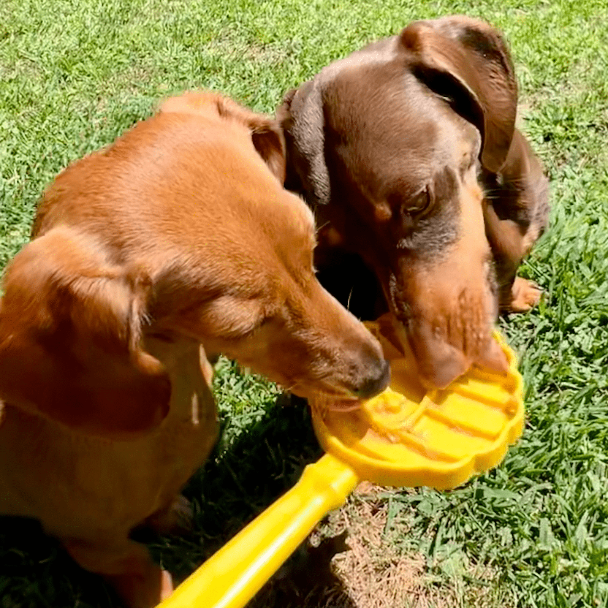 Two brown dogs licking a Farmto-pettreats Lick Stick a yellow beehive in the grass.