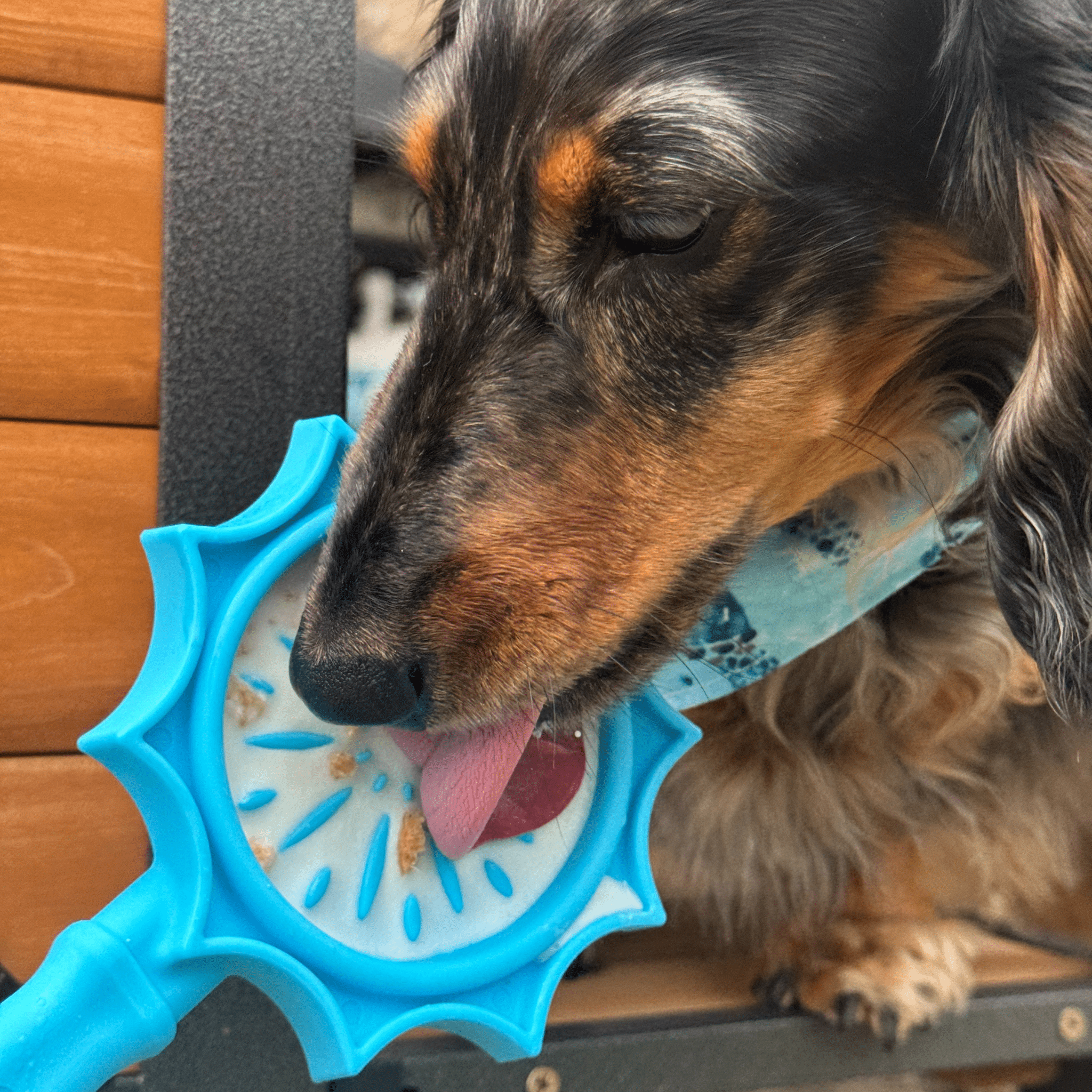 A Dog licking a Farmto-pettreats Lick Stick blue flower on a wooden floor.