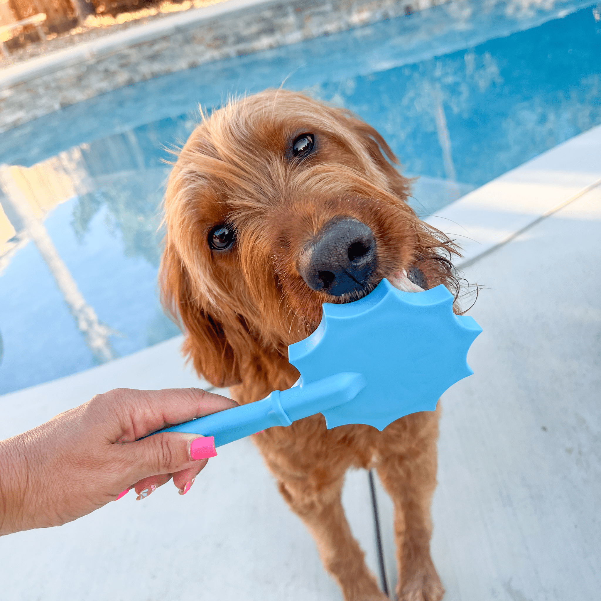 A Dog licking a Farmto-pettreats Blue Flower Lick Stick outdoors by a pool.