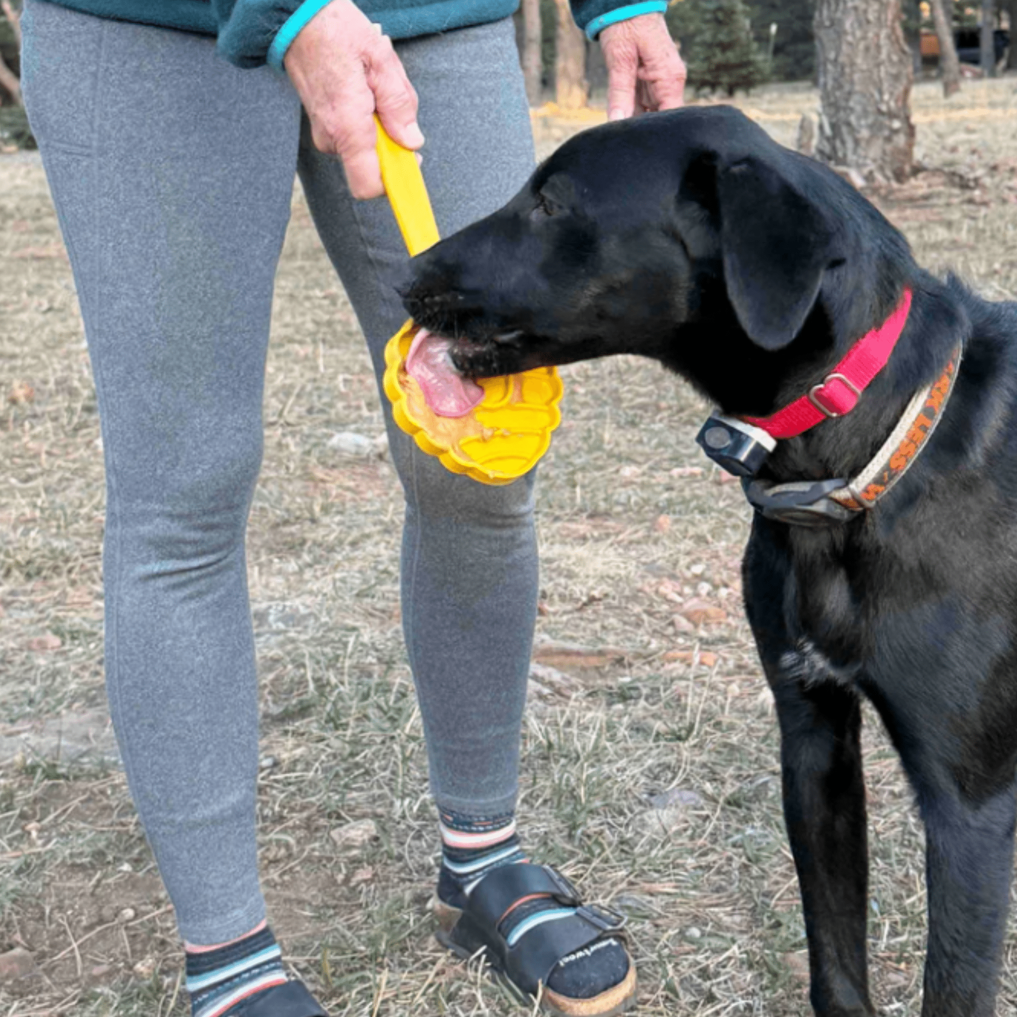 A Black dog licking a Farmto-pettreats Lick Stick a yellow beehive held by a person outdoors.