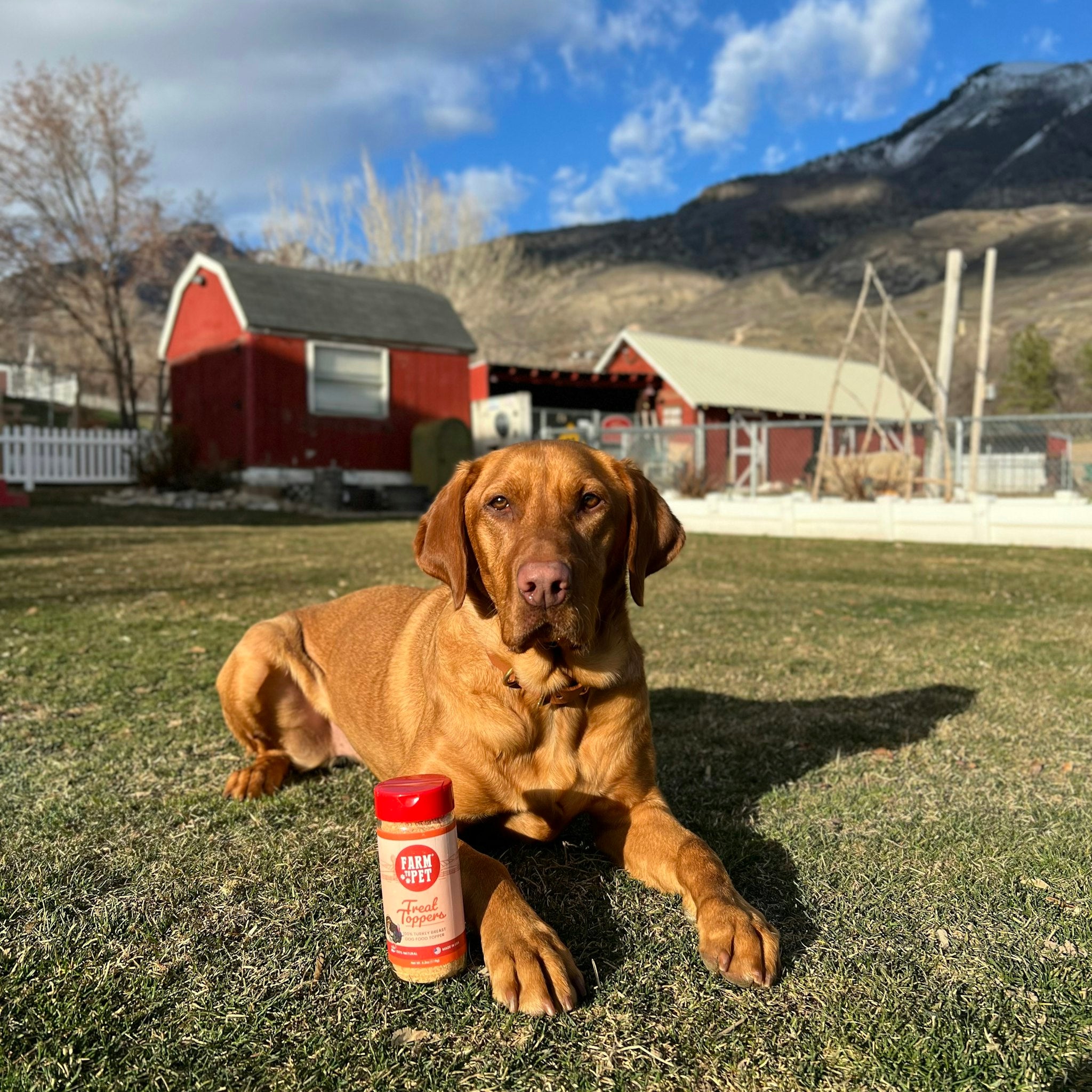 A brown Labrador laying on the ground with a mountain and barn in background and a jar of Farmto-pettreats Turkey Treat Dog Food Topper 