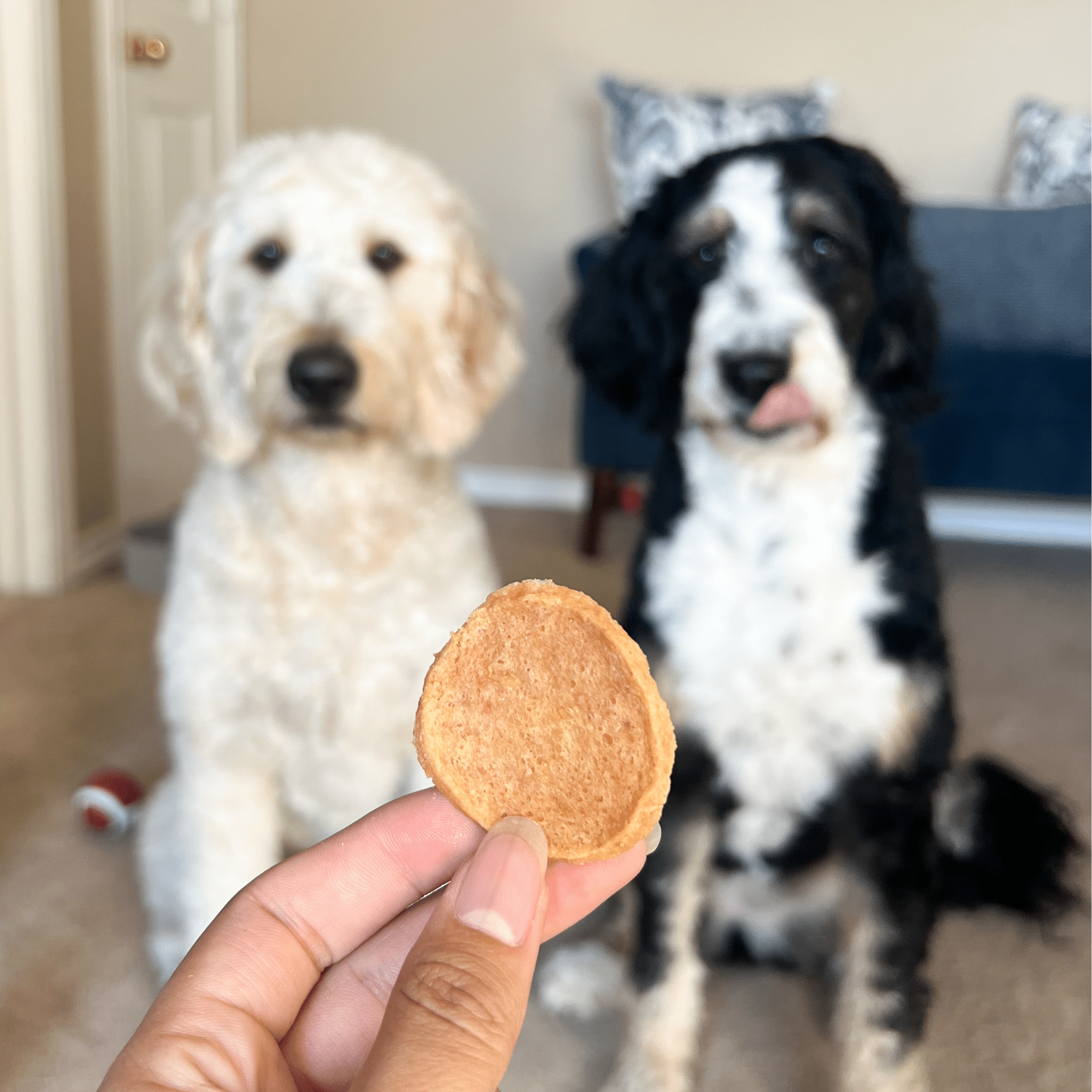 A person holding a Farmto-pettreats Chicken Chip dog treat in front of two dogs sitting inside.
