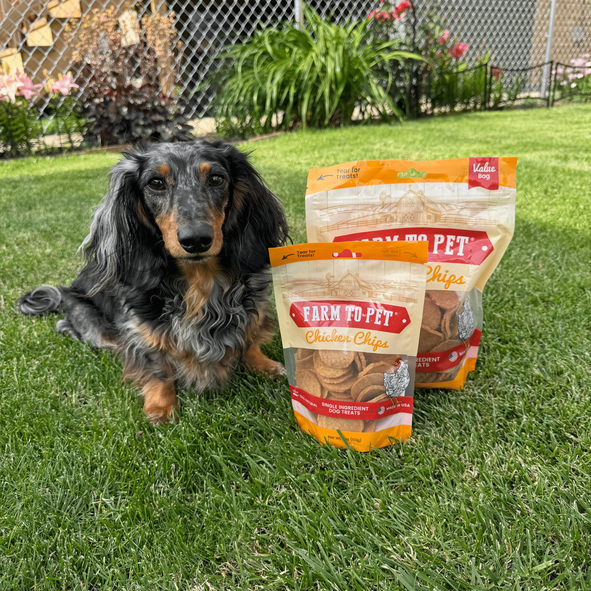 A black and brown dog sitting on grass with 2 Farmto-pettreats chicken chips packages beside the dog.