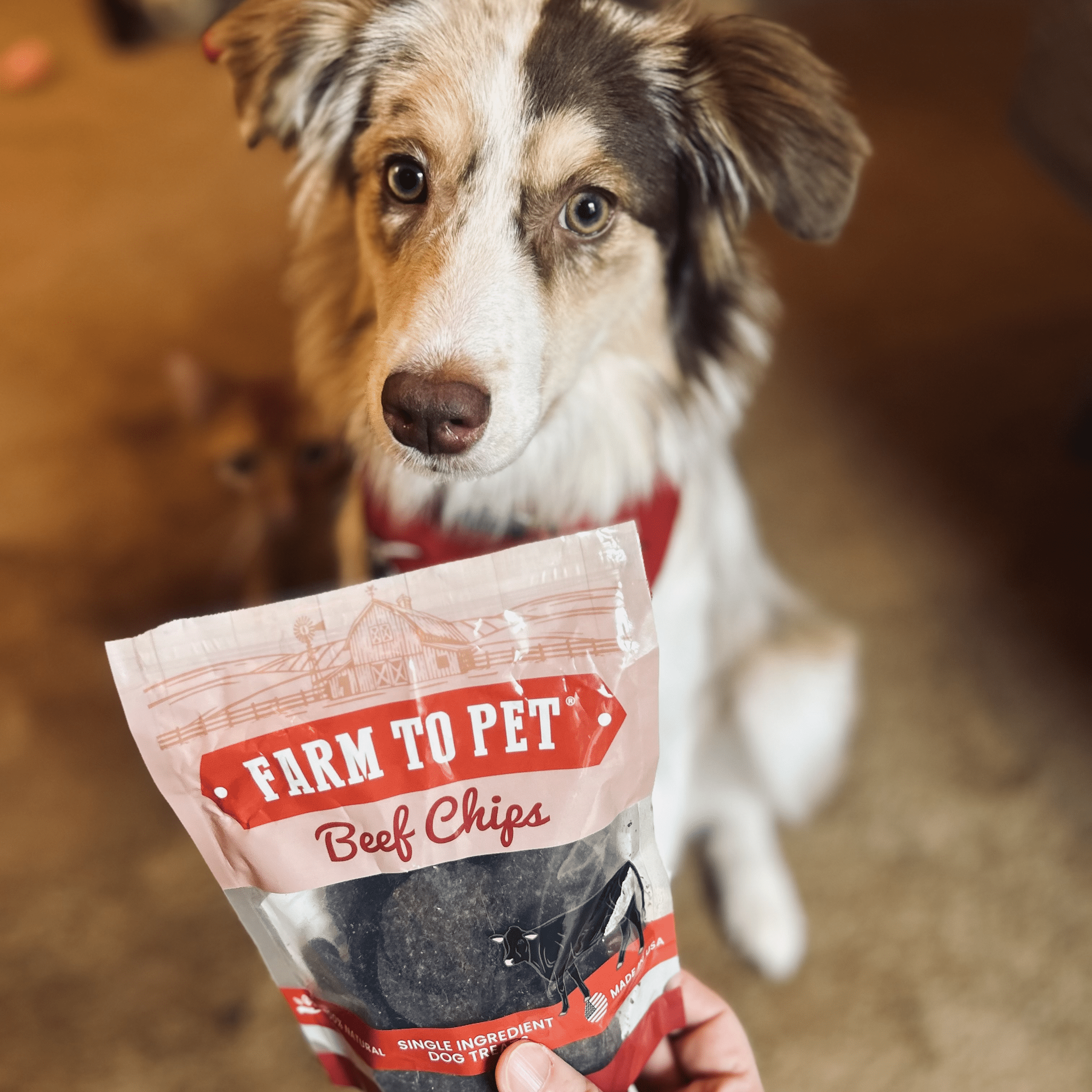 A Aussie sitting with a bag of Farmto-pettreats Beef Chips.