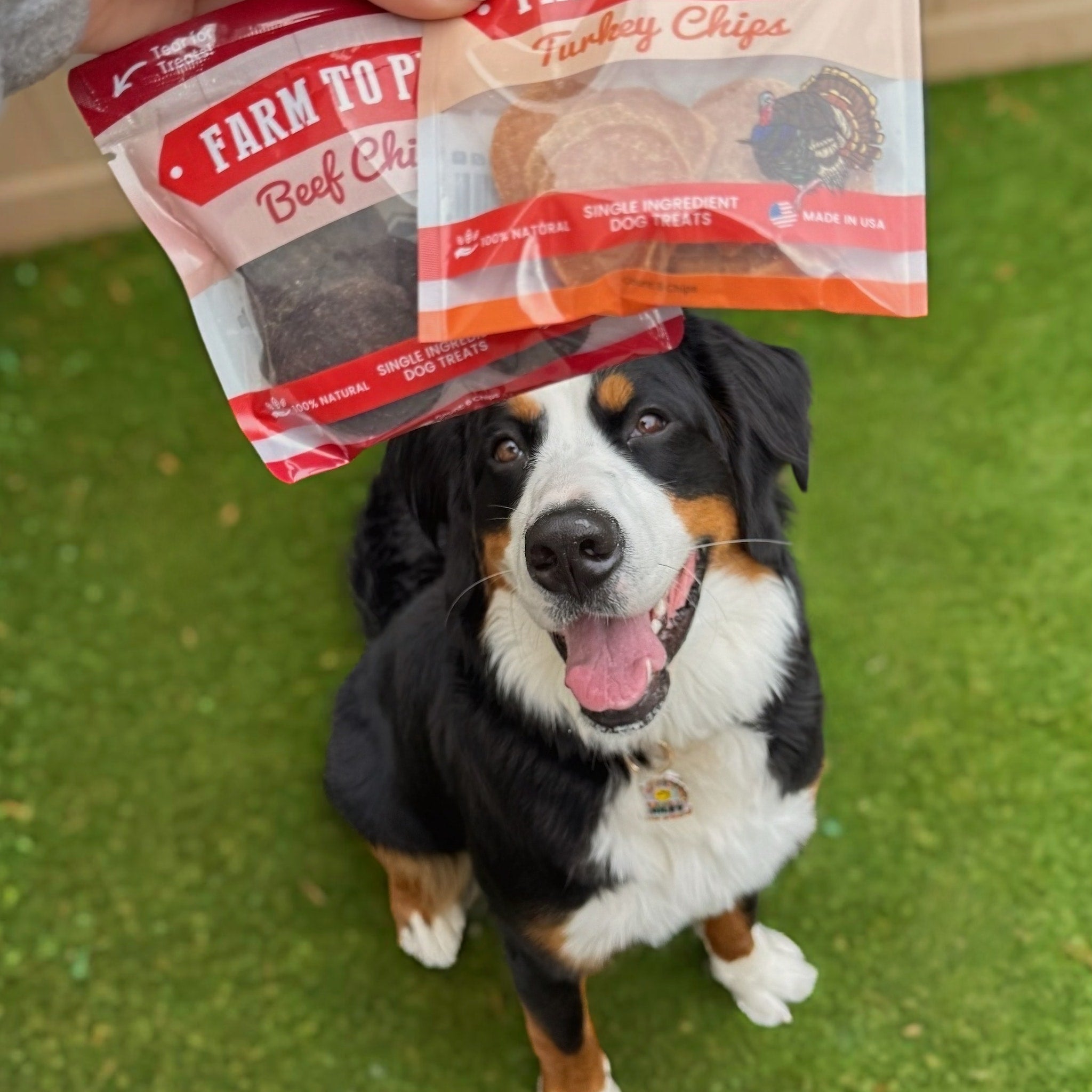 A dog  staring at Farmto-pettreats dog treats above its head on a grassy background.