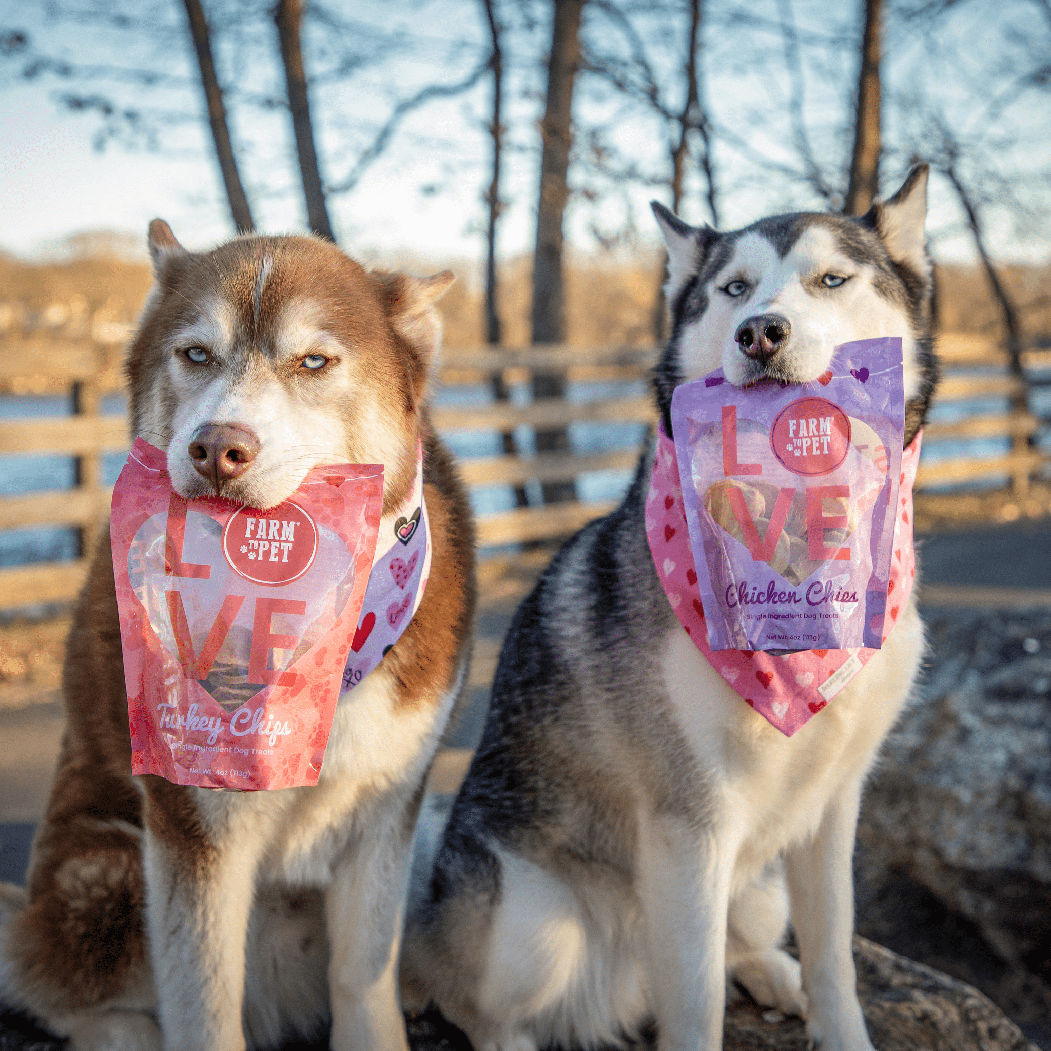 Picture of two husky dogs outside with Farmto-pettreats Valentine Bundle Turkey and Chicken Chips bags in their mouths.