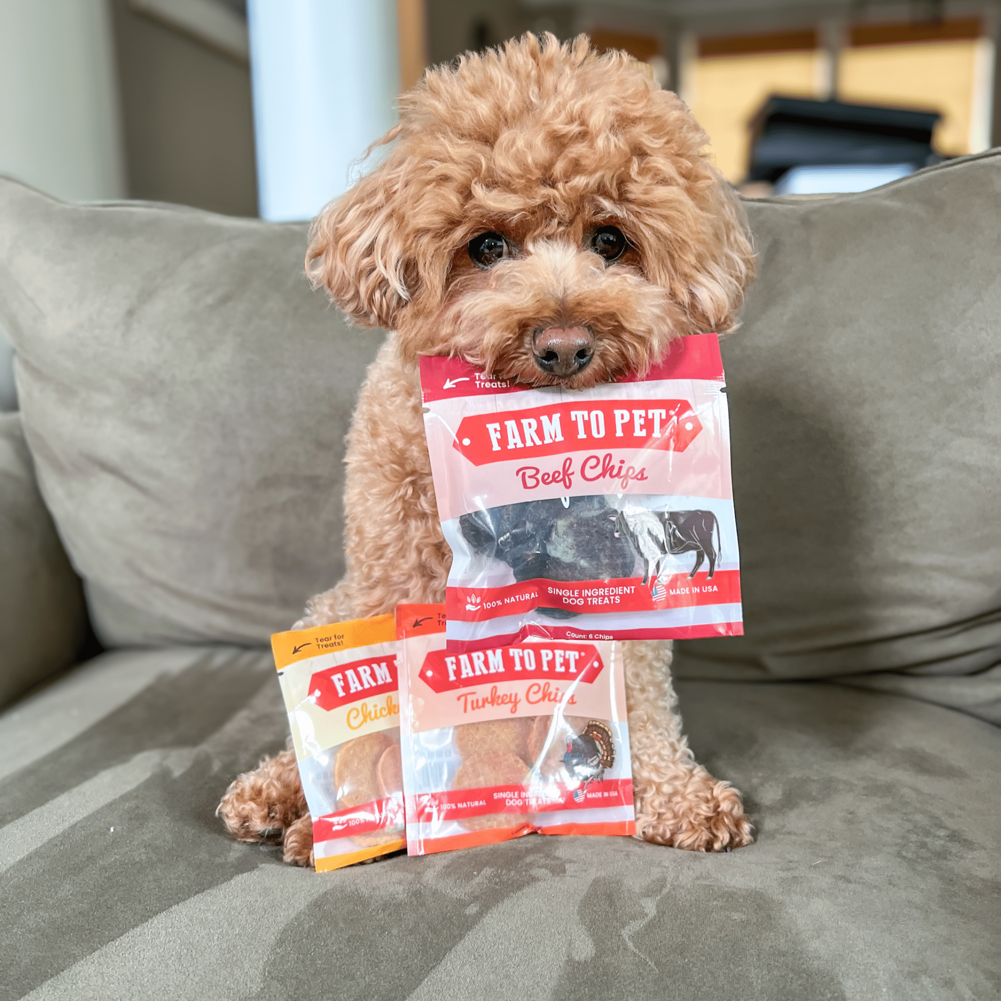 A brown dog holding a package of Farmto-pettreats dog treats sitting  on a couch.