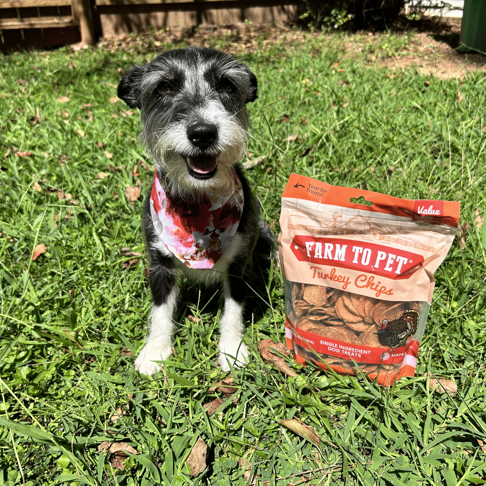 A Black and white dog in the grass outside sitting by a bag of Farmto-pettreats Value Bag of Turkey Chips.