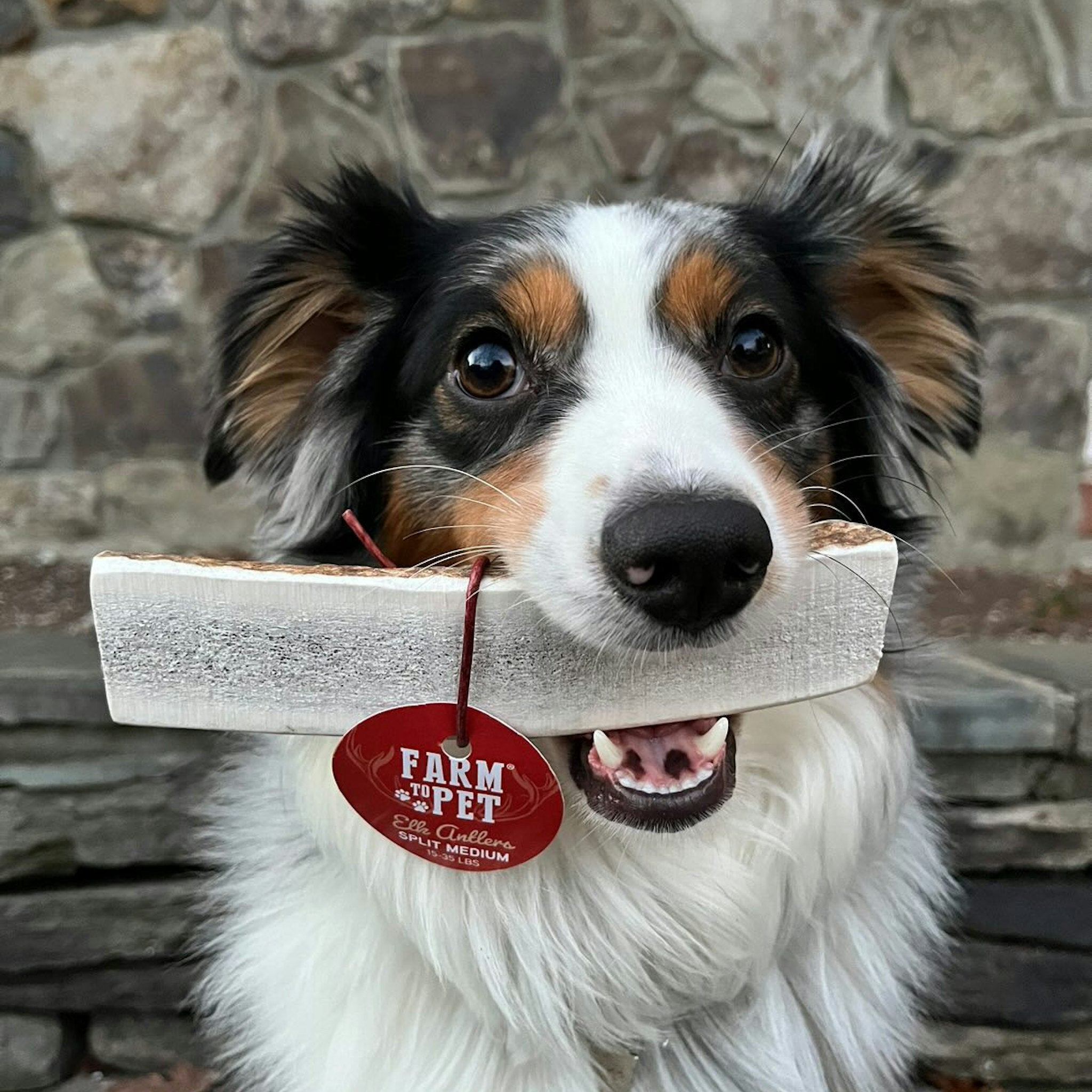 Photo of a White and Black  Dog Biting a Farmto-pettreats Medium Split Elk Antlers for Dogs Outside