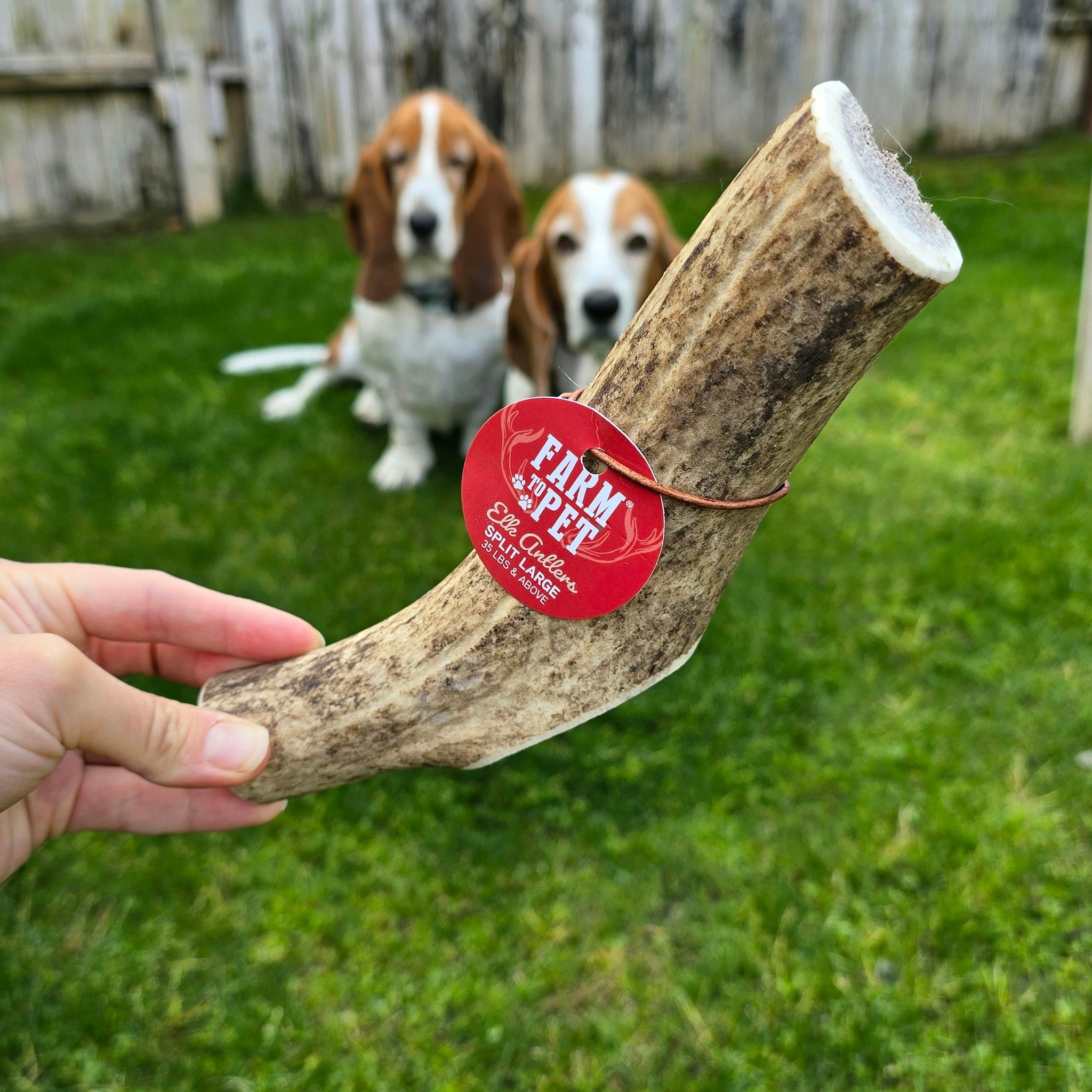 Two Dogs Looking at their Farmto-pettreats Large Split Elk Antler Outside While Sitting on the Grasses