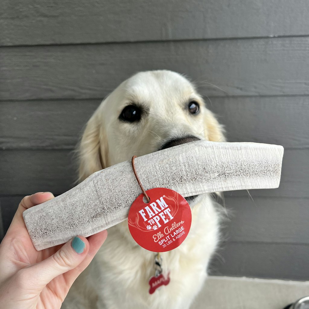 White Dog with a Collar Sniffing the Farmto-pettreats Large Split Elk Antler 