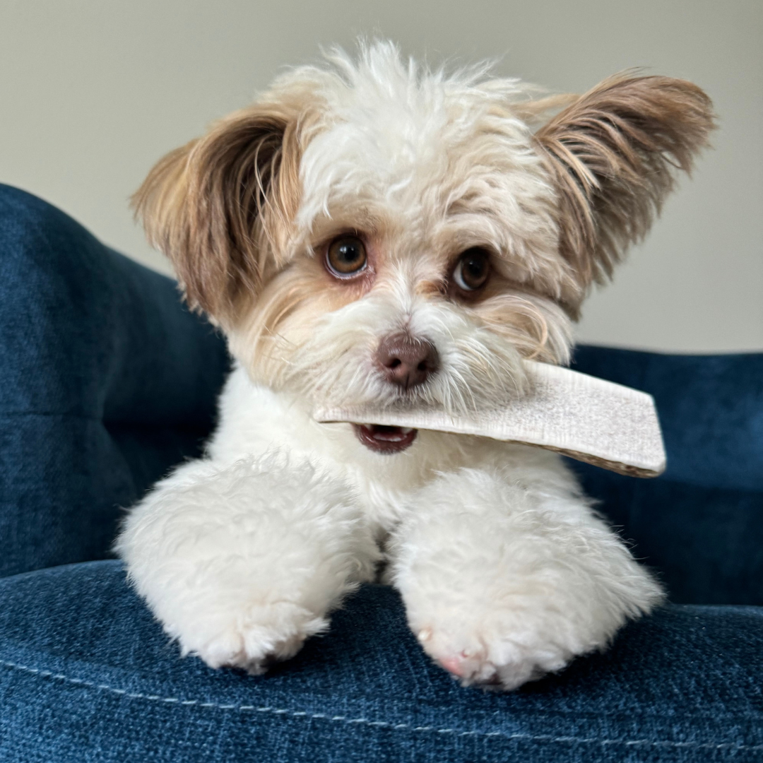White Dog with Brown Ears Biting a Farmto-pettreats Split Elk Antler on the Blue Couch