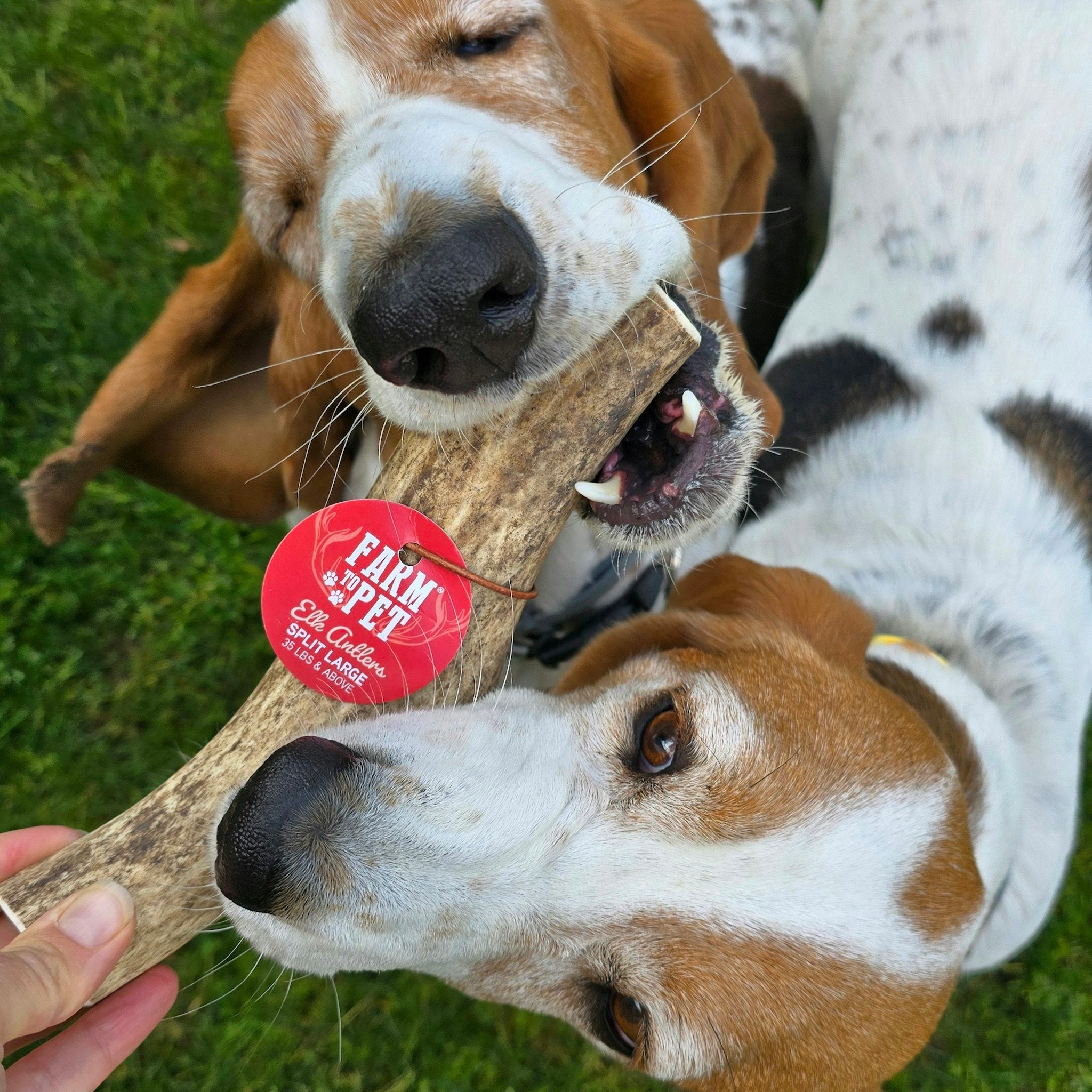 Two Brown Beagle Dogs Biting One Farmto-pettreats Large Split Elk Antlers Outdoors in the grass.