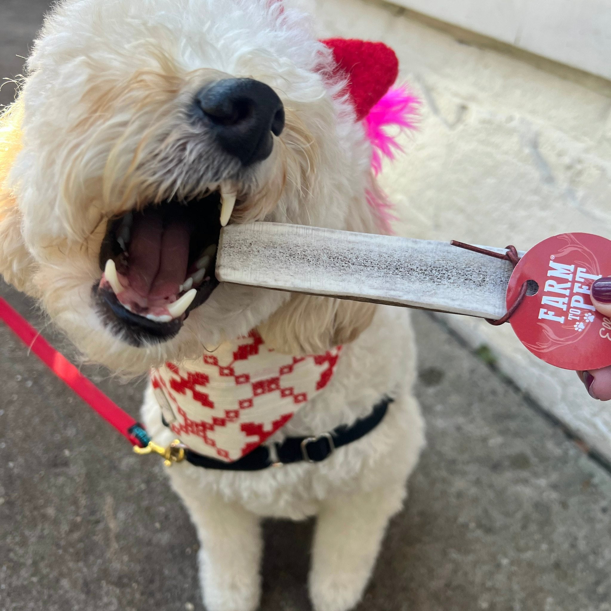 Cute White Dog with a Bandana and Leash Opening Her Mouth to Chew the Farmto-pettreats Medium Split Elk Antler.
