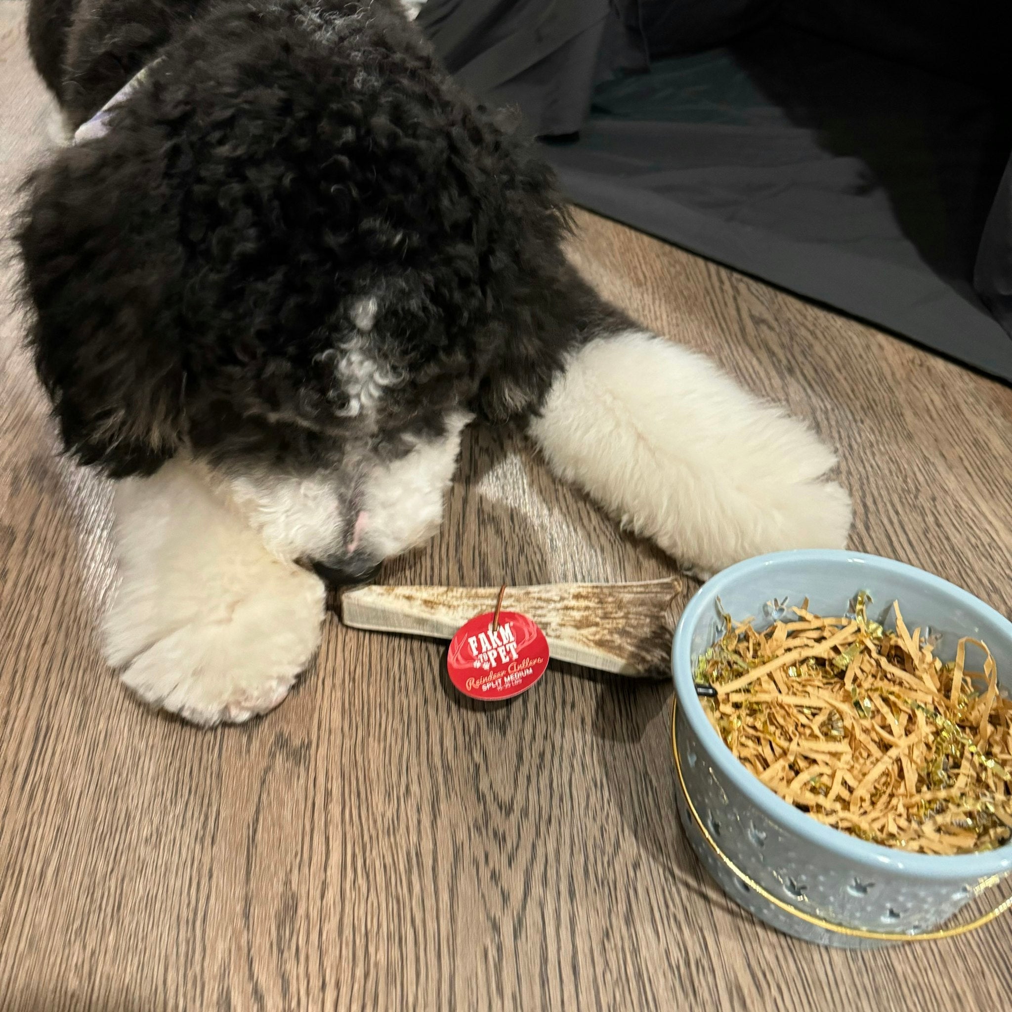 Picture of Farmto-pettreats Split Reindeer Antlers for Dogs with a bowl of confetti beside a black and white dog sniffing the antler in a wooden floor.
