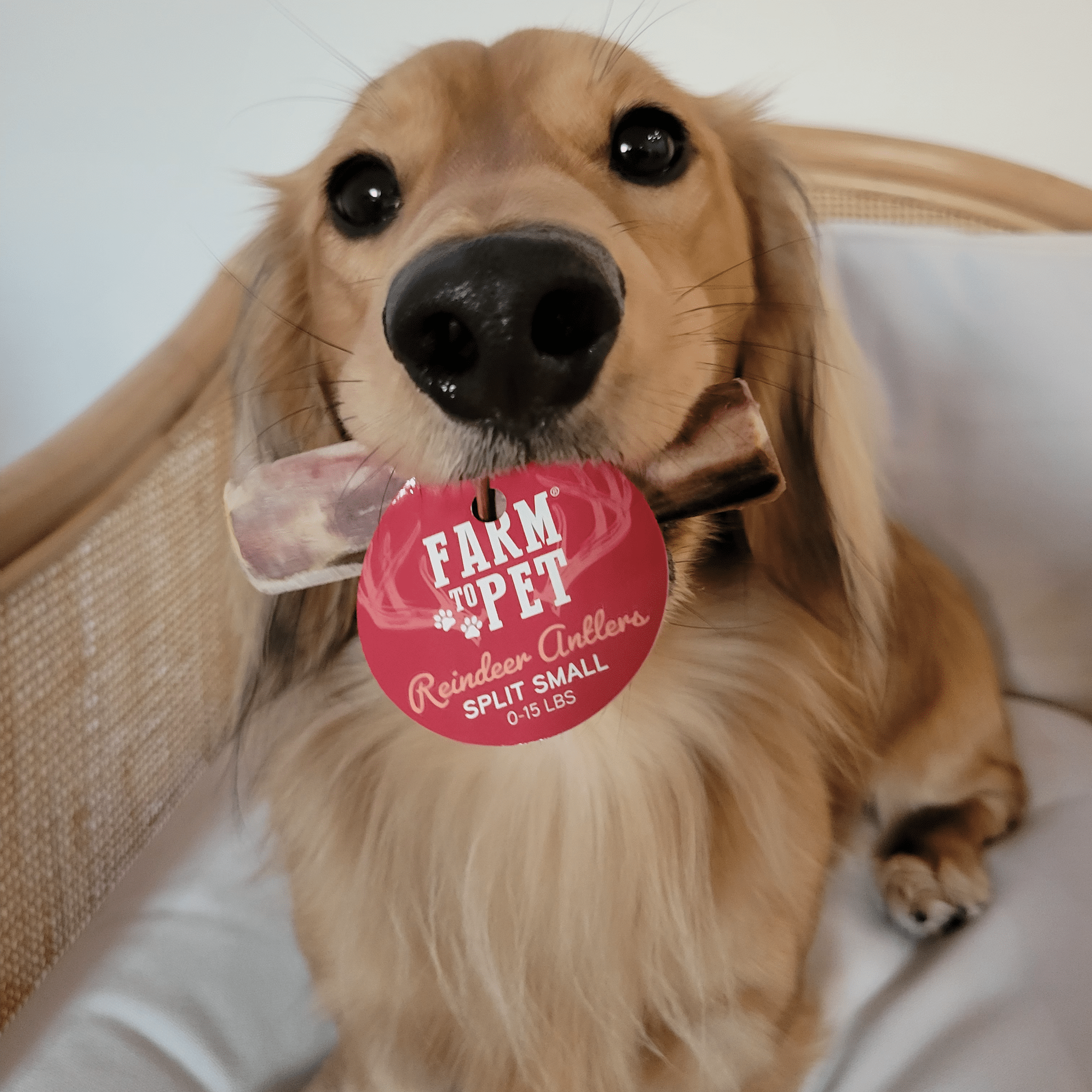 Picture of Farmto-pettreats Split Small  Reindeer Antler with a cute brown dog biting it laying on a wooden sofa.