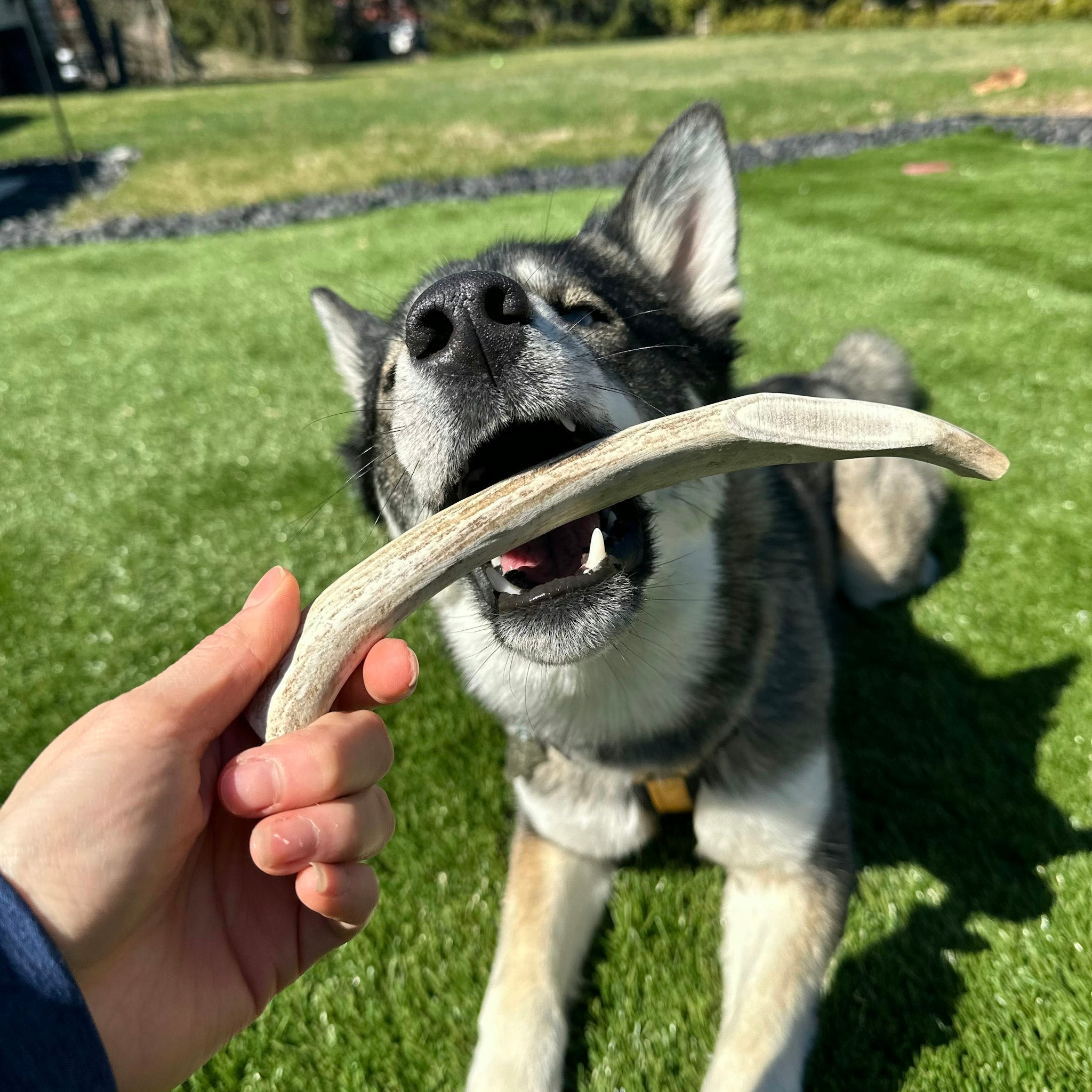 Picture of Farmto-pettreats Split Reindeer Antlers for Dogs with a hand holding it and a black husky dog biting it in an outdoors grassy yard.