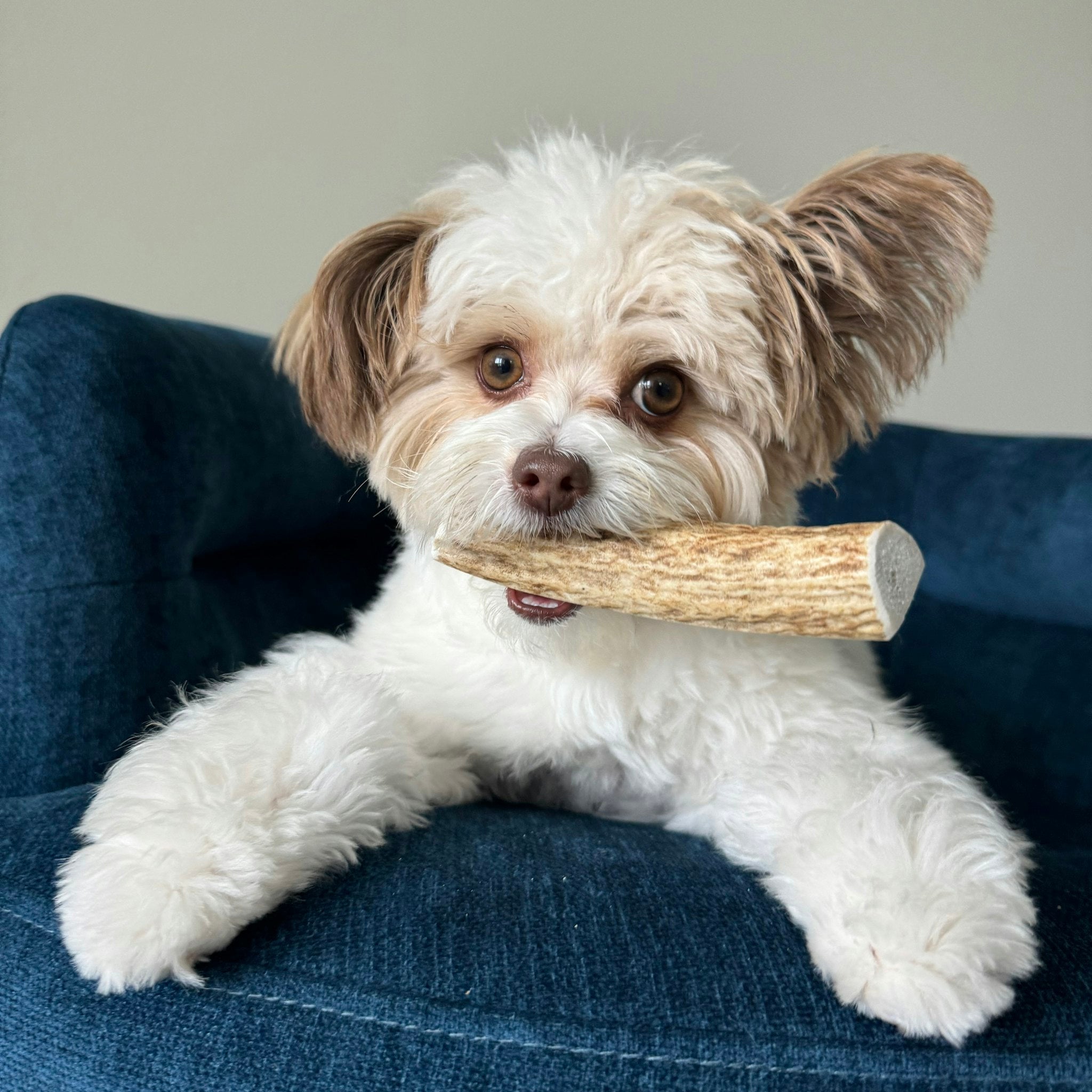 Cute White Dog Biting the Farmto-pettreats Small Split Elk Antlers in the Blue Couch