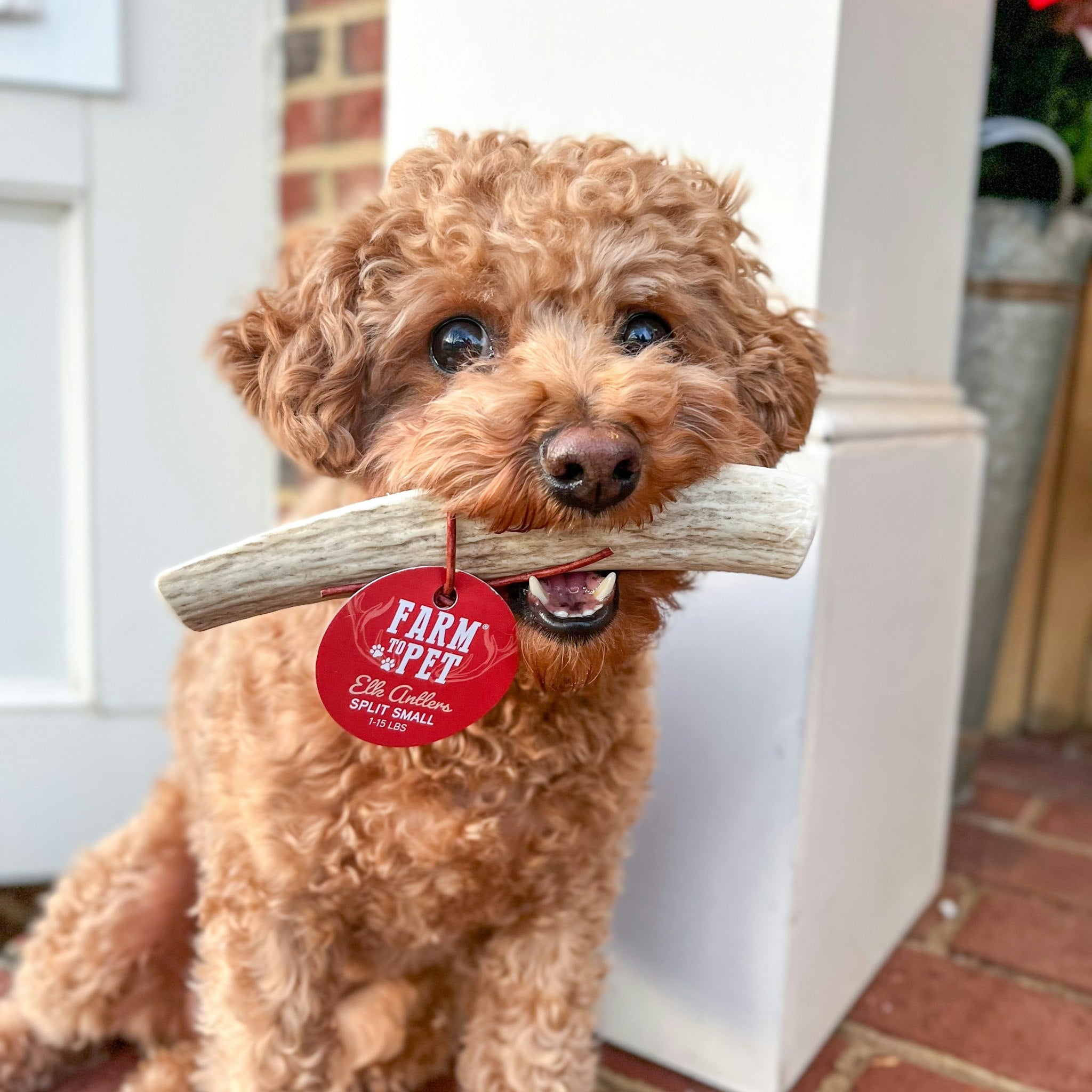 Cute Doodle Biting a Farmto-pettreats Small Split Elk Antlers for Dogs While Sitting outside.