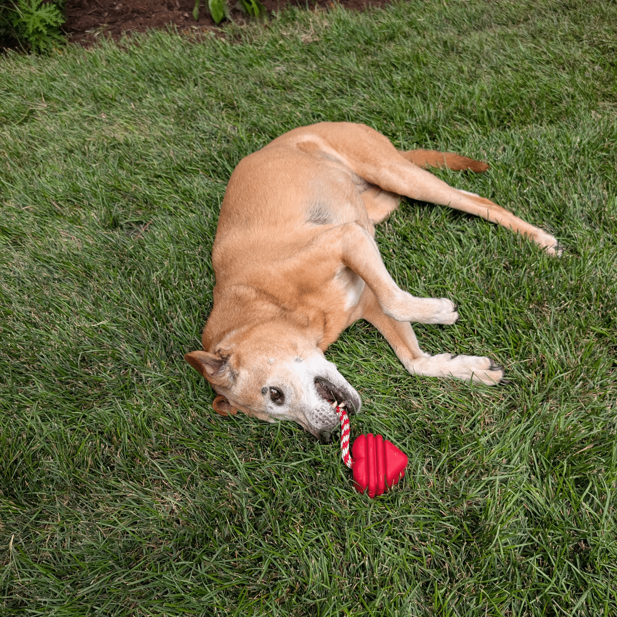 Dog playing with a Farmto-pettreats Tug Toy red Heart on a String ball on grass.