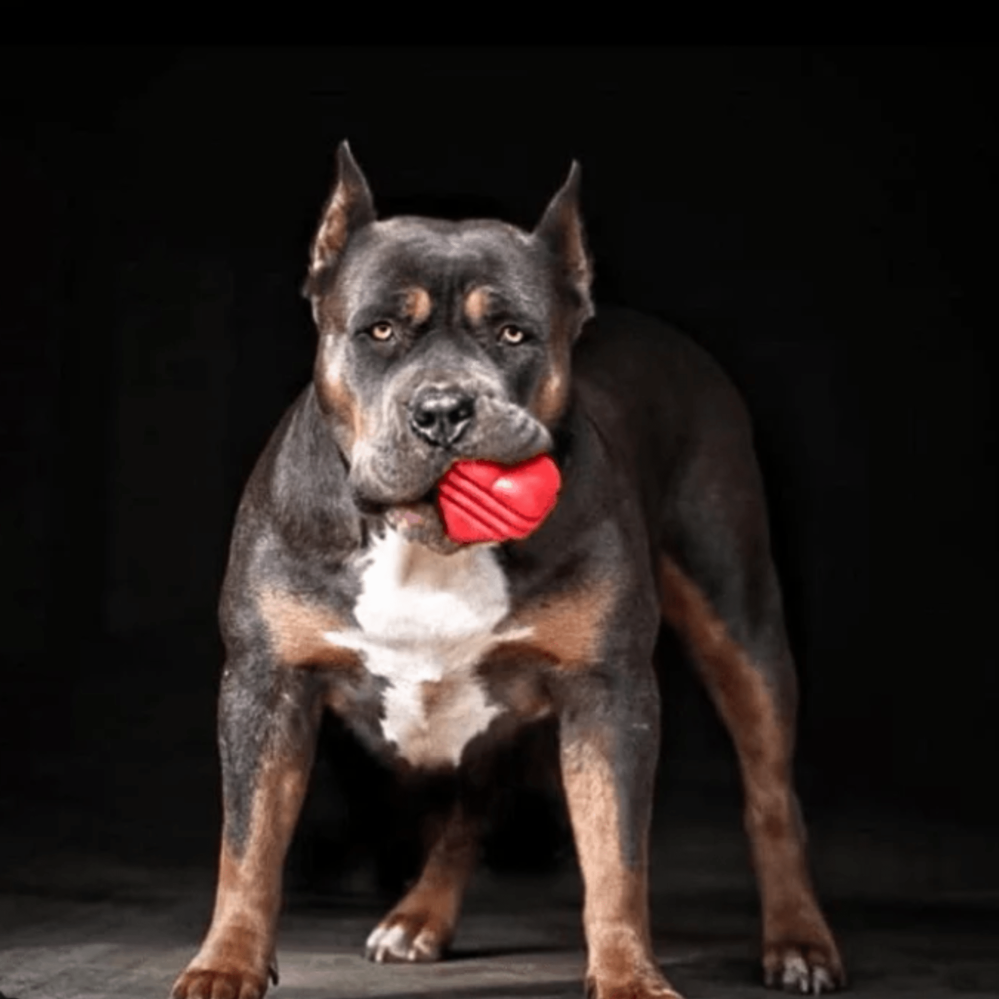 Dog with a Farmto-pettreats Tug Toy Heart on a String red heart-shaped toy tug on a black background