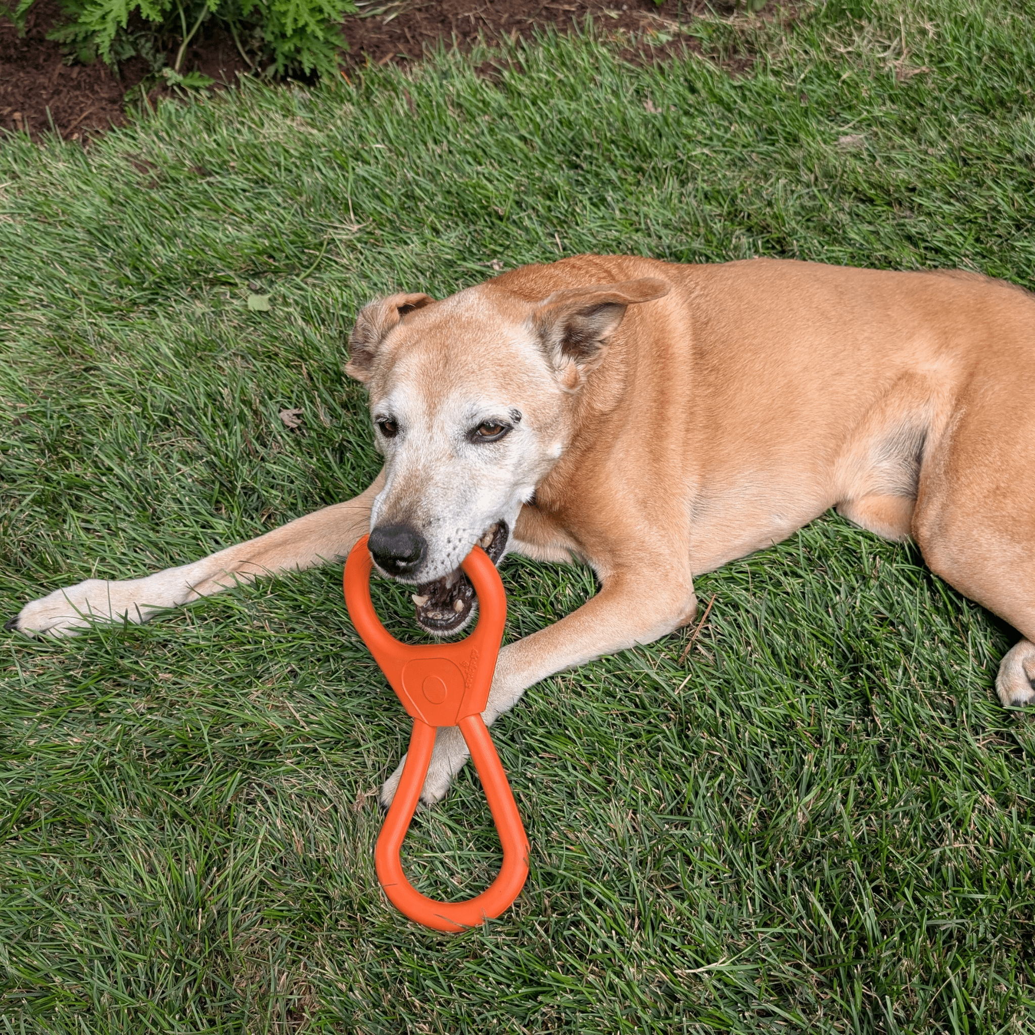 Dog playing with an Farmto-pettreats Tug Toy orange Pop Top Tug  toy on a grassy field.