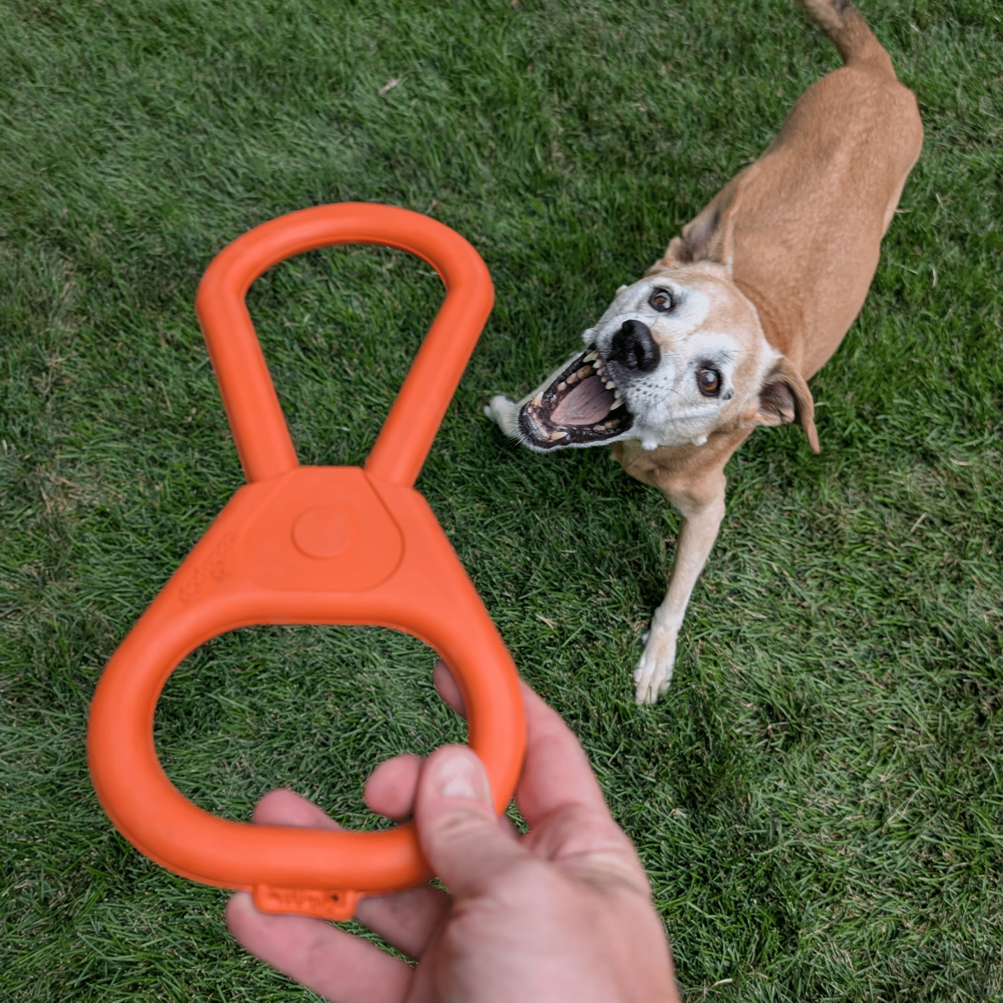 Hand holding a Farmto-pettreats Tug Toy  orange Pop Top Tug dog toy with a dog eagerly waiting on grass.