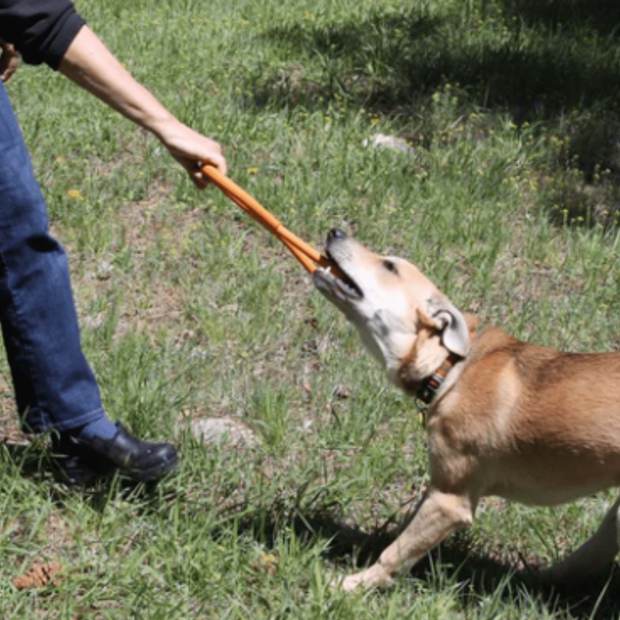 Dog playing with a Farmto-pettreats Tug Toy orange Pop Top tug with a person outdoors on grass