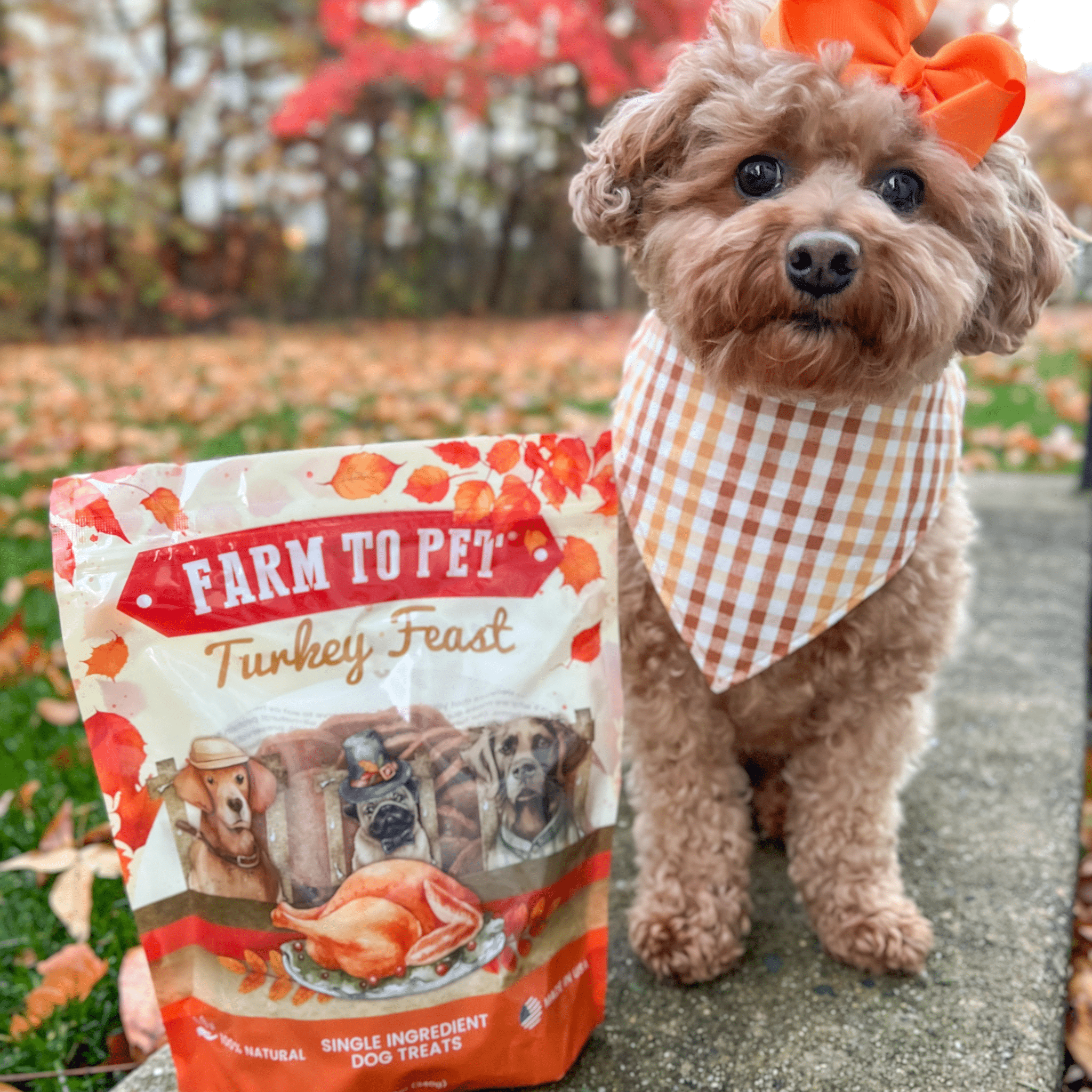 A small doodle with an orange bow with a fall bandana standing outside by a Farmto-pettreats Turkey Feast Bag.