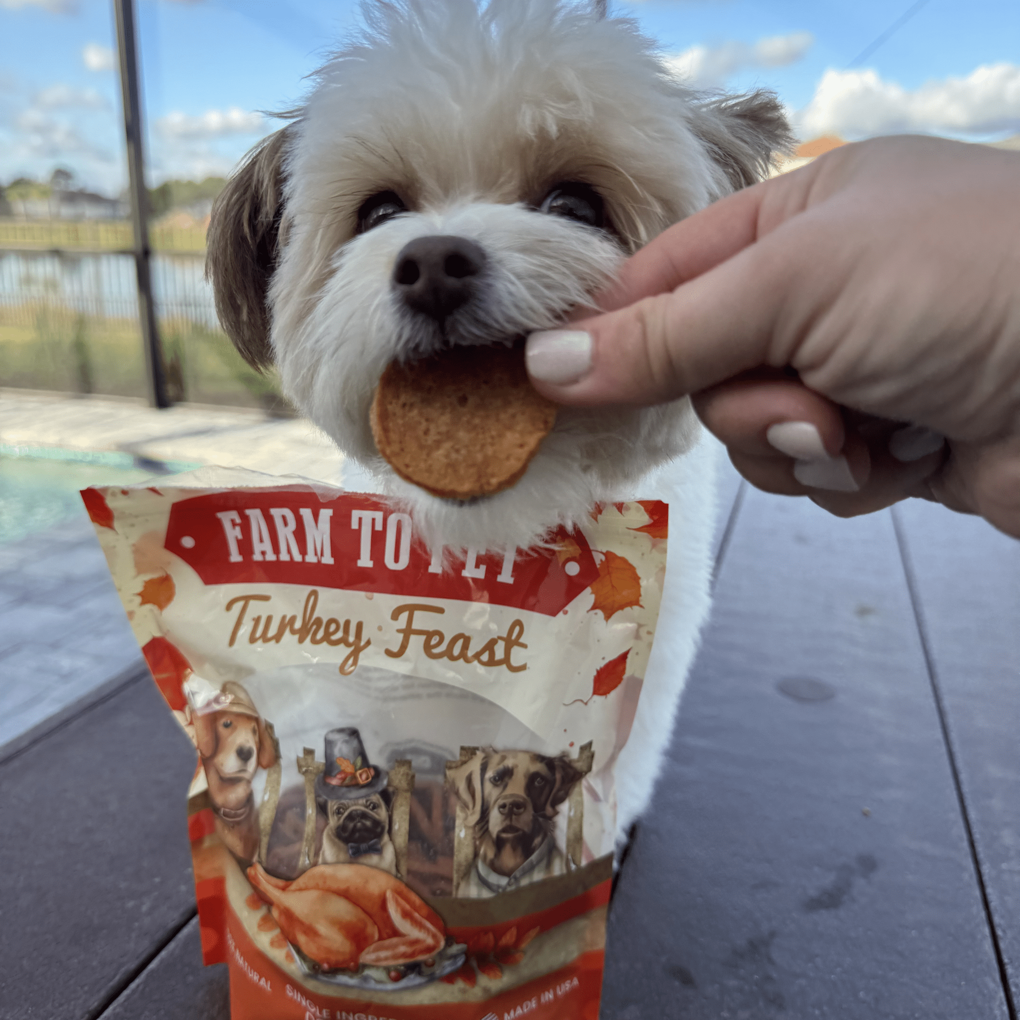 A hand feeding a small white dog a Farmto-pettreats Turkey Feast chip outside with a turkey feats bag.