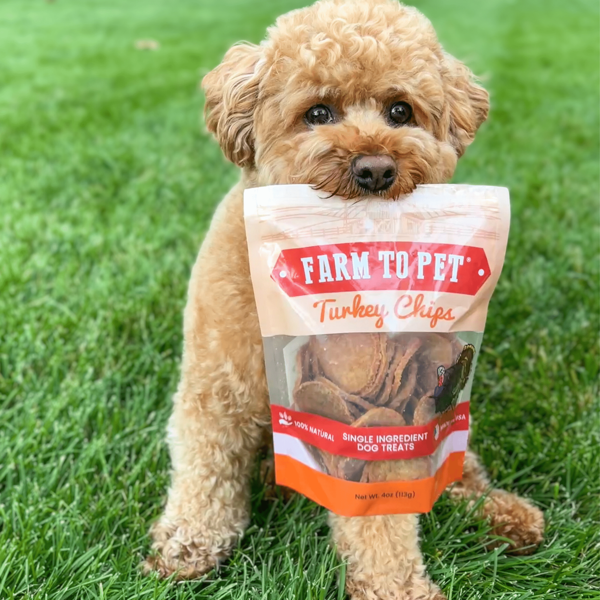  A cute brown doodle holding a bag of Farmto-pettreats Turkey Chips in it's mouth.