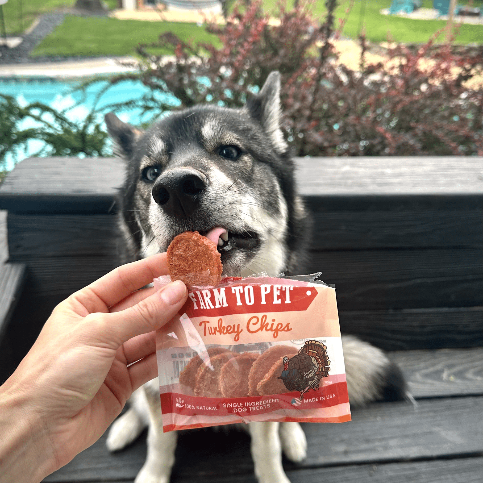 A black and white dog licking a Farmto-pettreats Turkey chip in someone's hand outside.