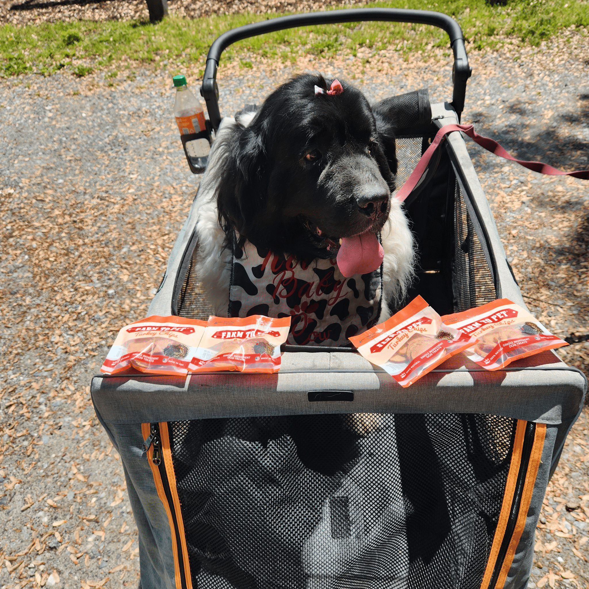 A large black dog in a wagon with tongue out looking at bags of Farmto-pettreats Turkey Snack Packs outside .