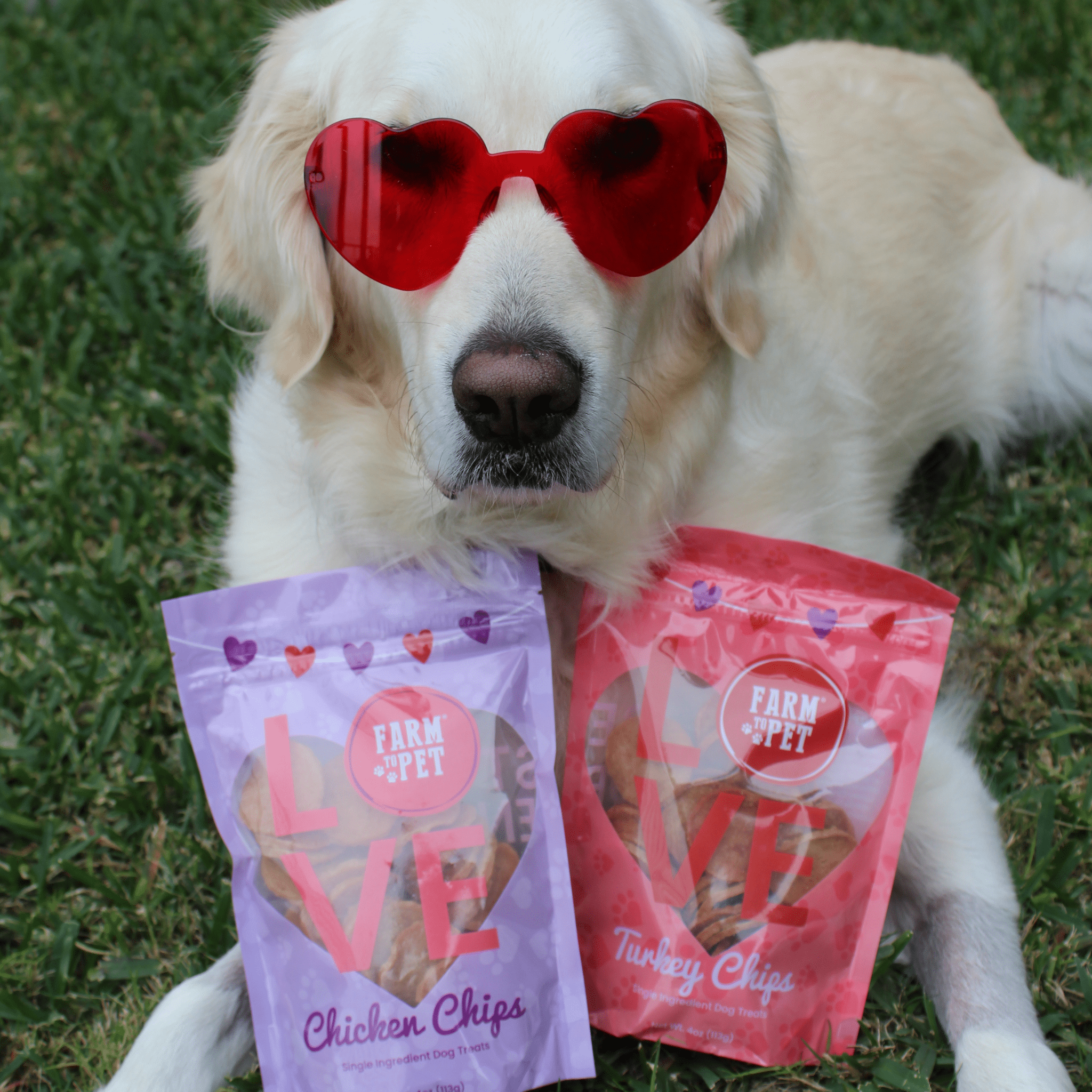 A white dog wearing red heart-shaped sunglasses holding two bags of Farmto-pettreats dog treats.