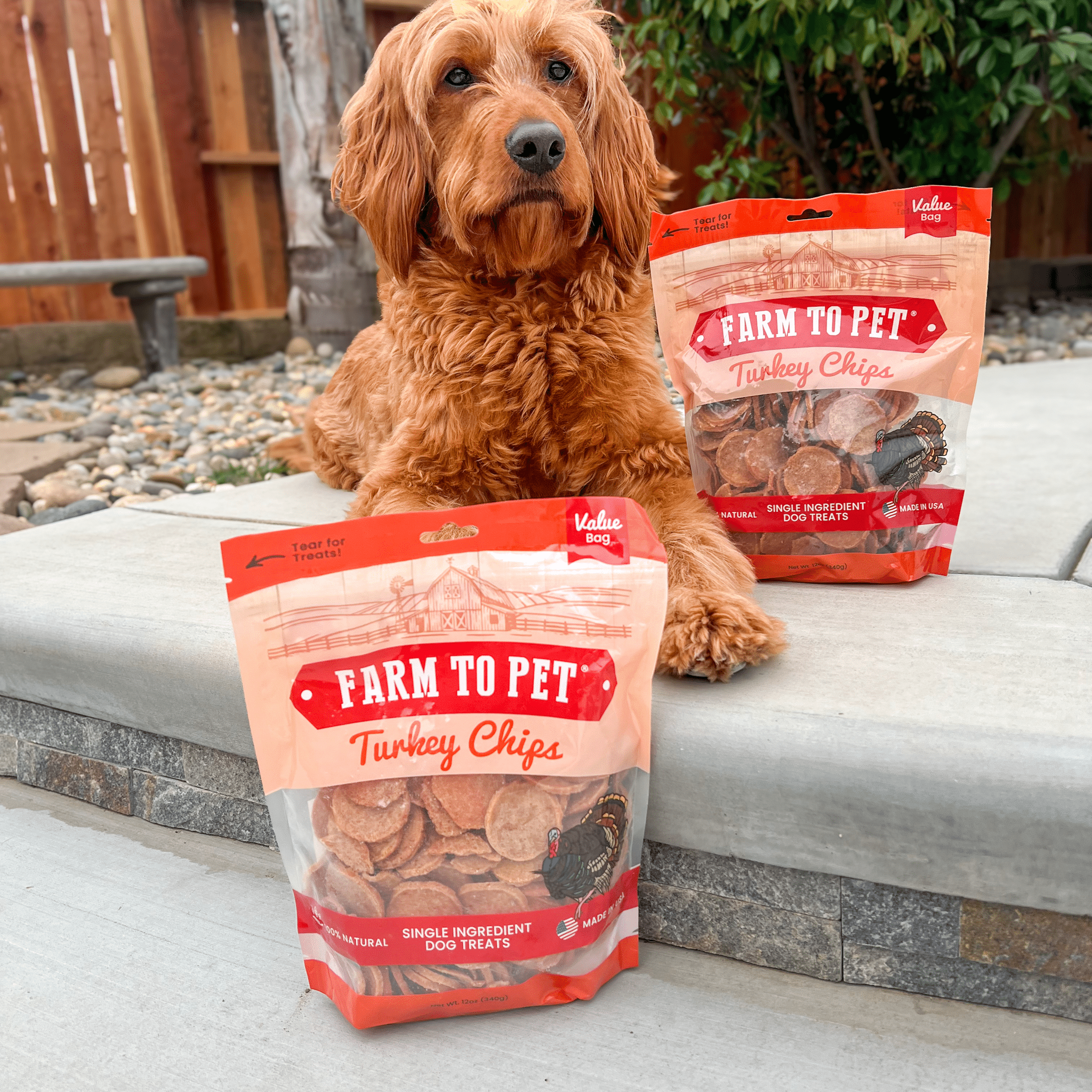 A Large brown doodle laying on a sidewalk with two 12 oz. bags of Farmto-pettreats Turkey Chips.