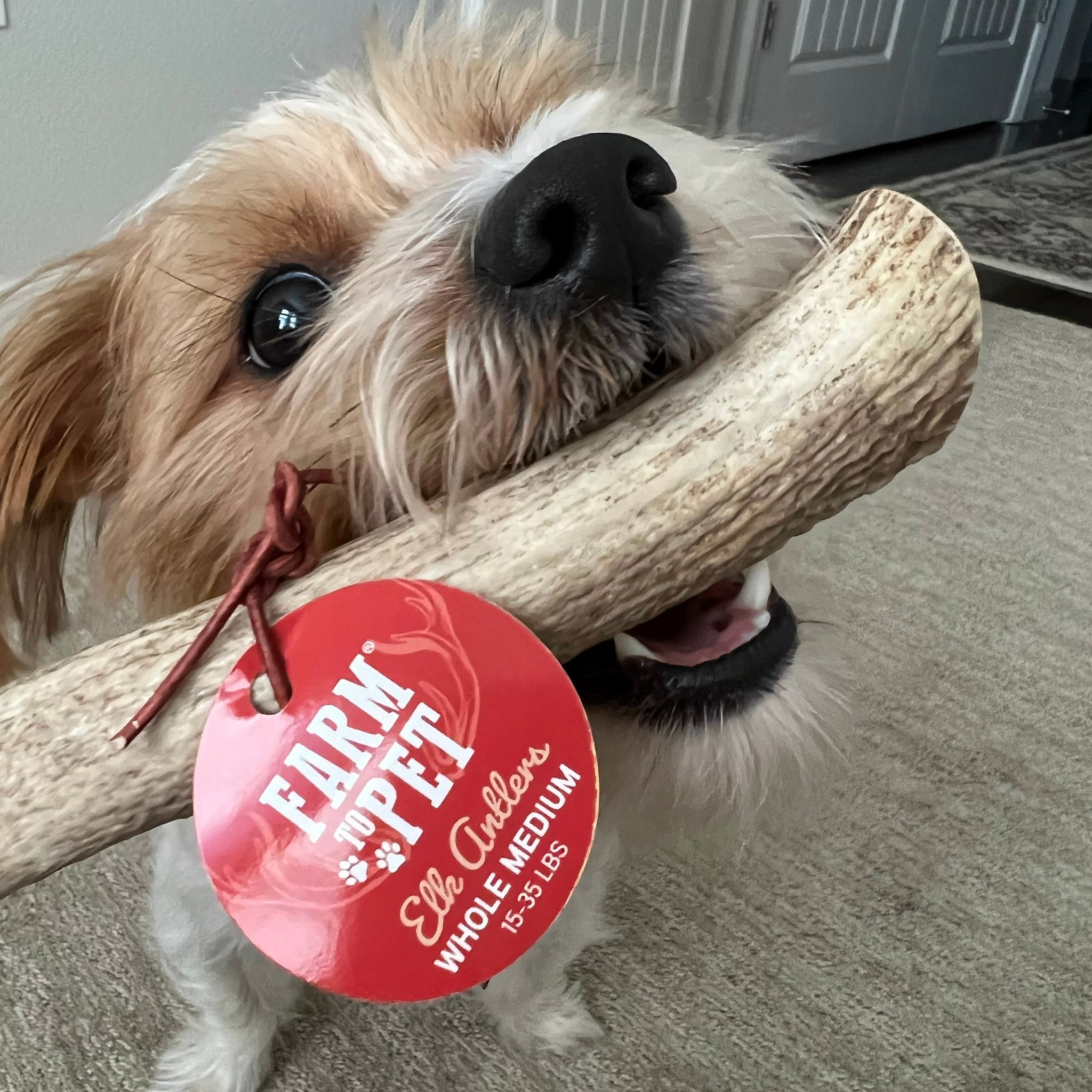 Cute Brown Dog Chewing a Farmto-pettreats Medium Whole Elk Antler In the Carpet