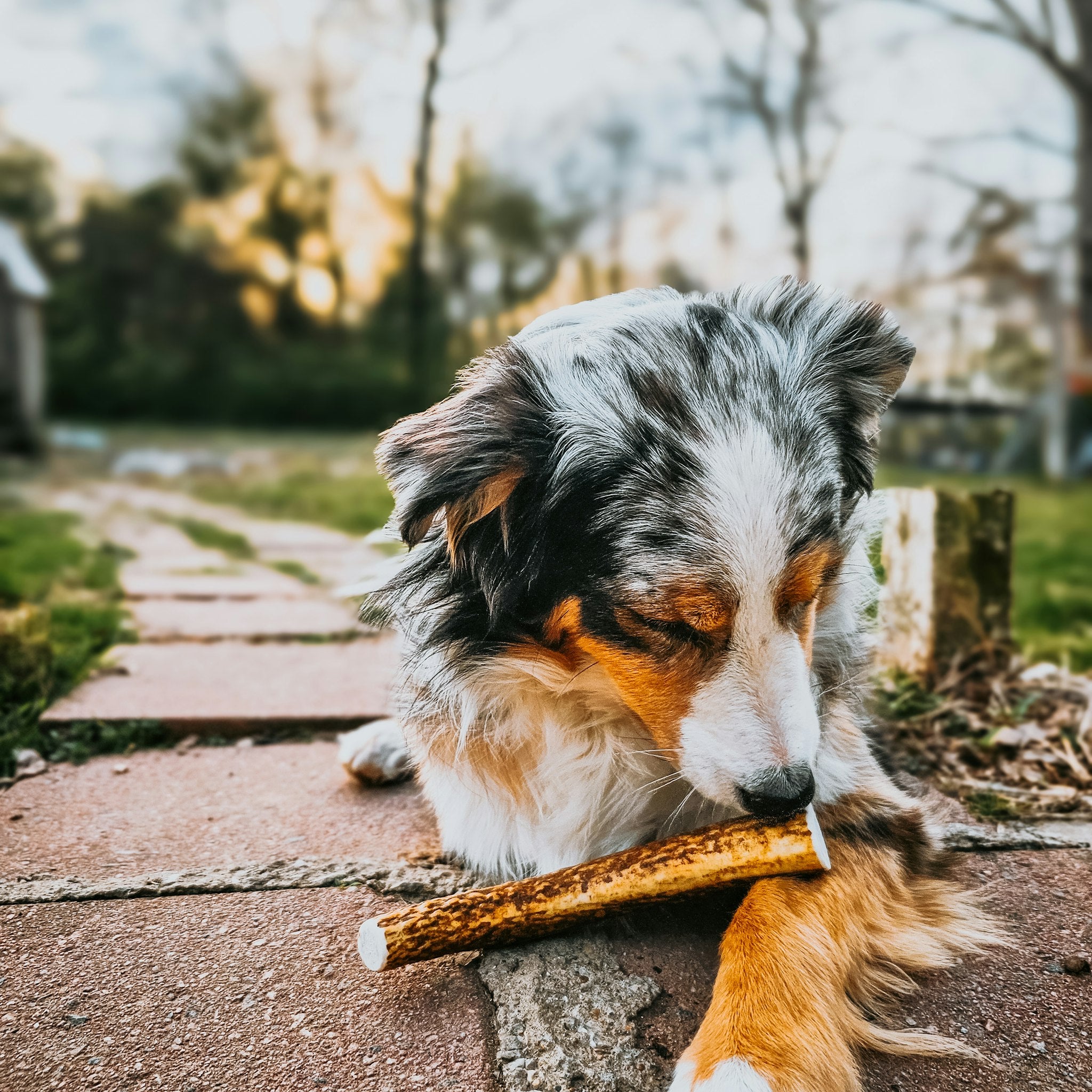 Cute Brown Dog Sniffing the Farmto-pettreats Whole Elk Antler Outdoors in Bricks