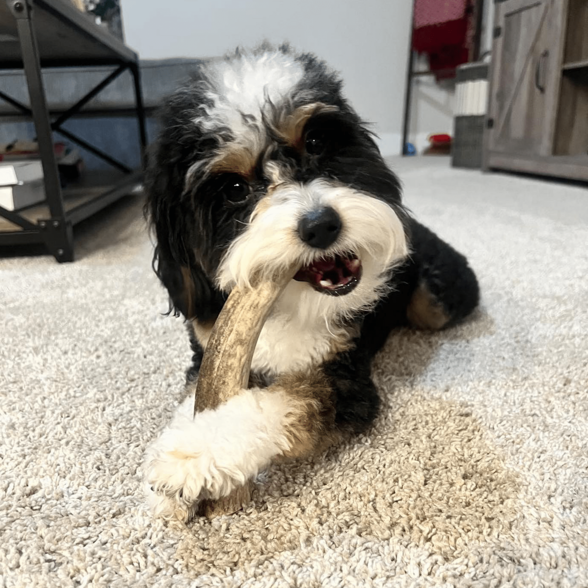 A Black and White Dog Chewing the Farmto-pettreats Whole Elk Antler on the carpet.