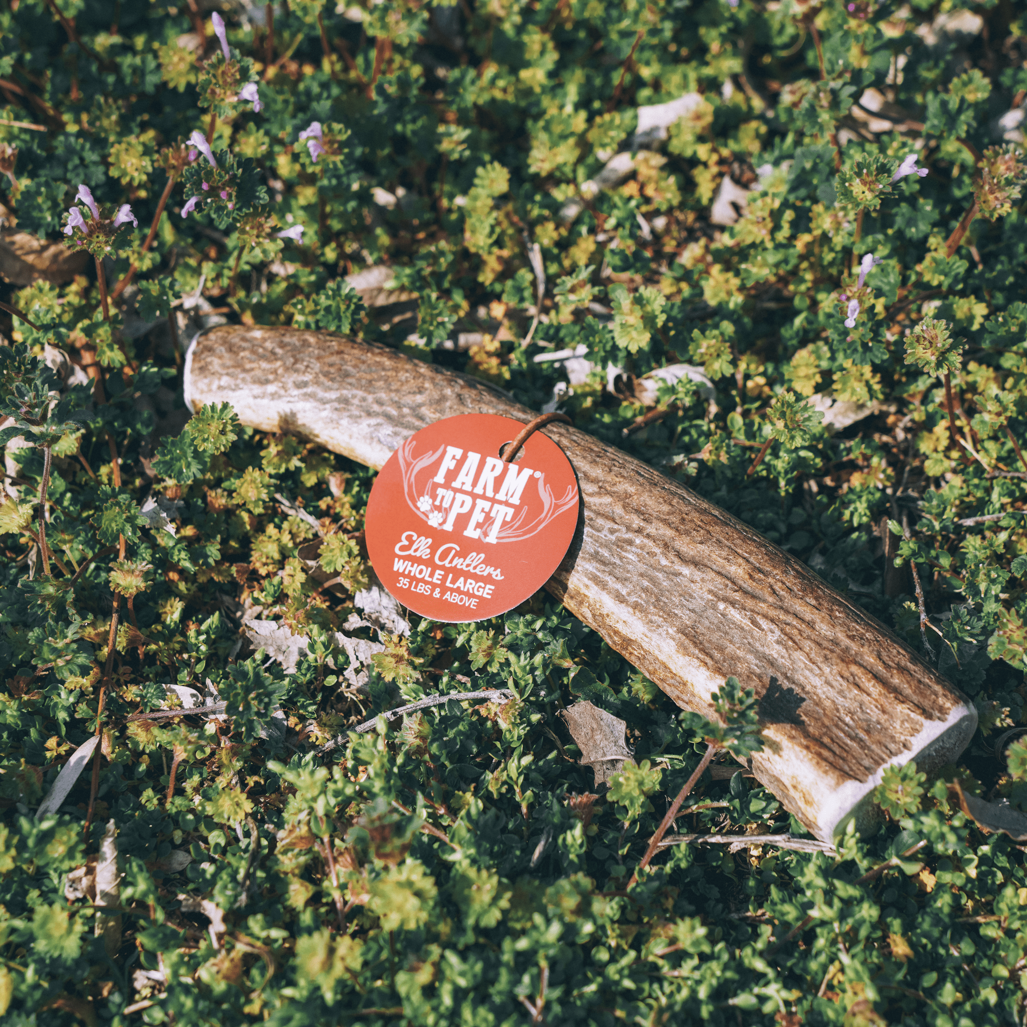 Product Photo of a Farmto-pettreats Large Whole Elk Antler laying in the grass.