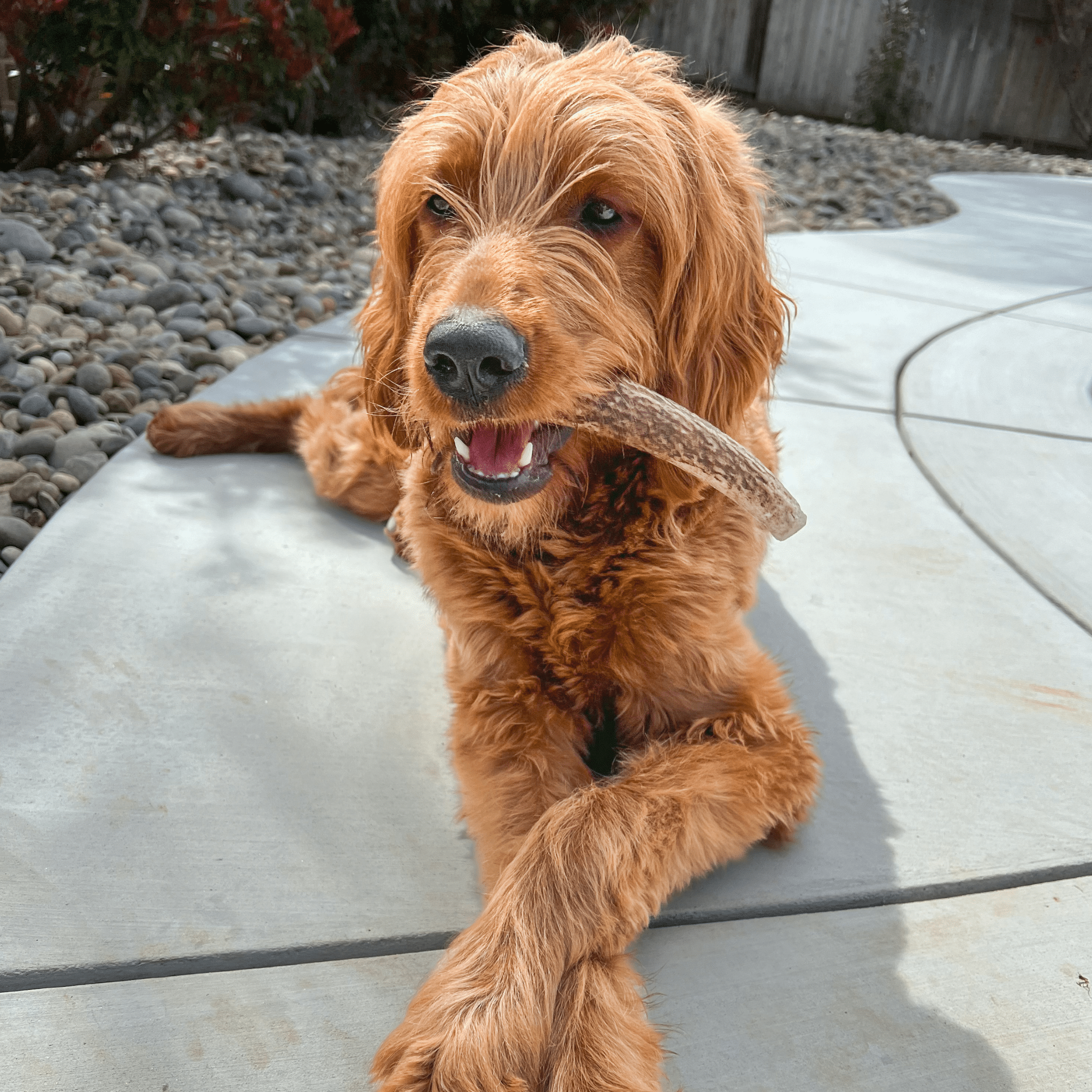 Cute Brown Dog Enjoying his Farmto-pettreats Medium Whole Elk Antler Outside on a Sunny Day